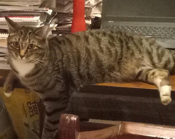 Enlarge Perry, a Adoptable Domestic Short Hair in Garrett Park, MD image 3/6