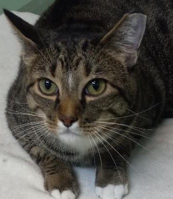 Enlarge Perry, a Adoptable Domestic Short Hair in Garrett Park, MD image 1/6