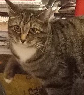 Enlarge Perry, a Adoptable Domestic Short Hair in Garrett Park, MD image 2/6