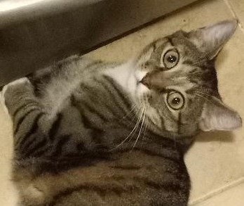 Enlarge Perry, a Adoptable Domestic Short Hair in Garrett Park, MD image 4/6