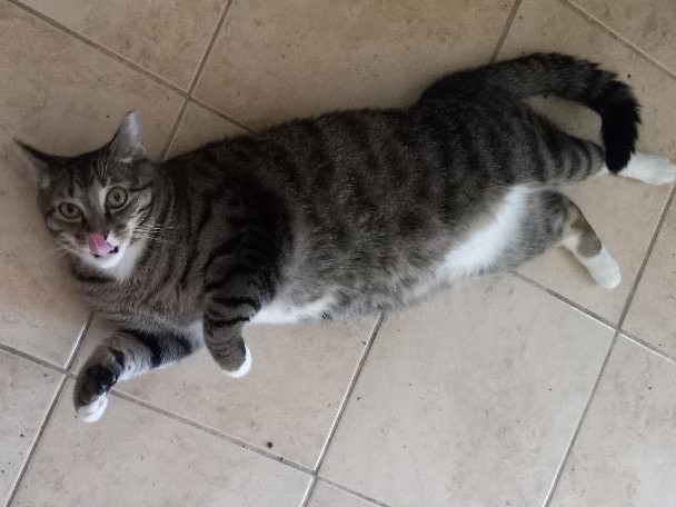 Enlarge Perry, a Adoptable Domestic Short Hair in Garrett Park, MD image 5/6