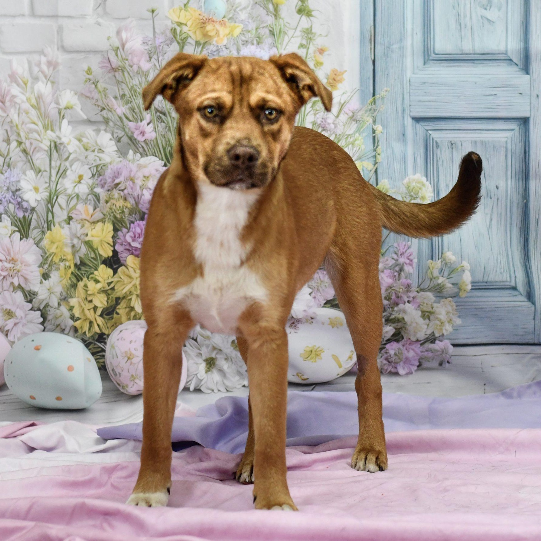 Hollander, adopted, Young Male Mixed Breed.