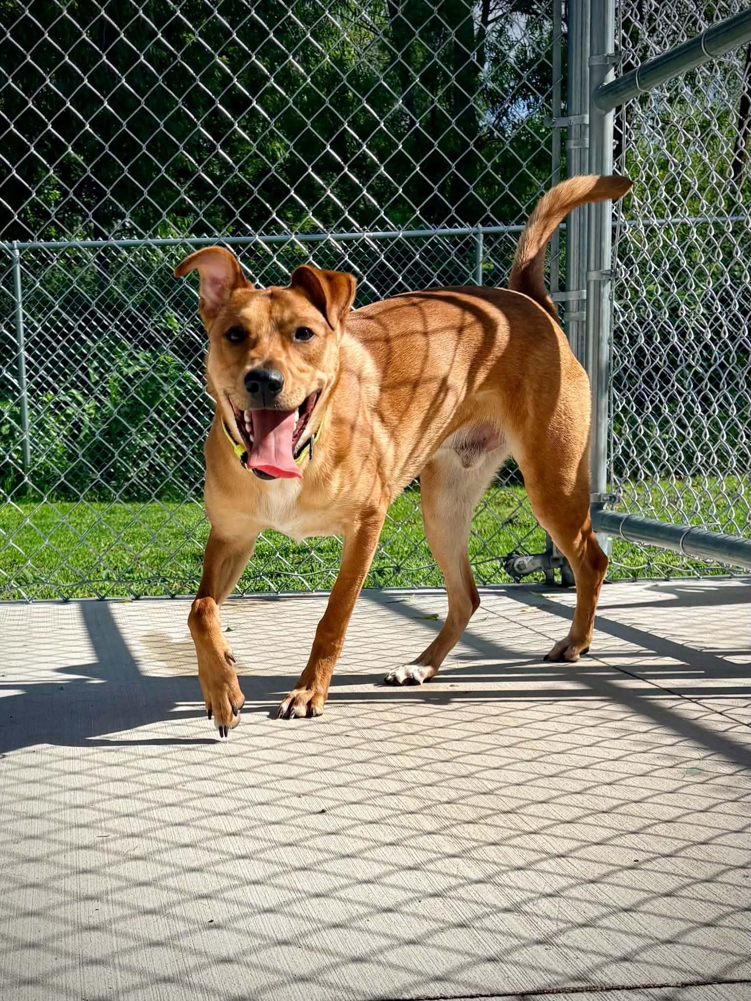 Enlarge Scooby Doo (aka Loaf), a ADOPTABLE mixed breed in Kalamazoo, MI image 2/6