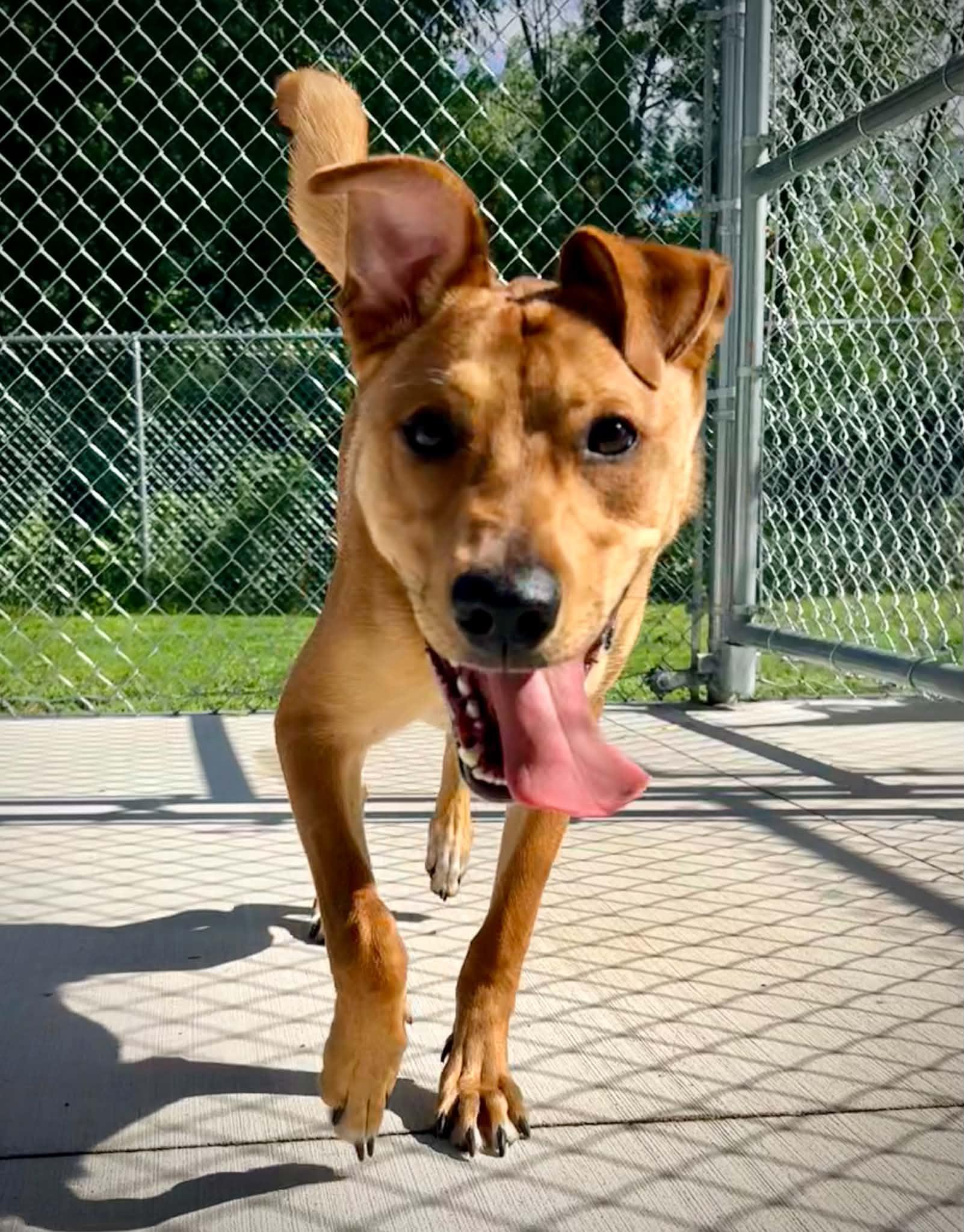 Enlarge Scooby Doo (aka Loaf), a ADOPTABLE mixed breed in Kalamazoo, MI image 5/6