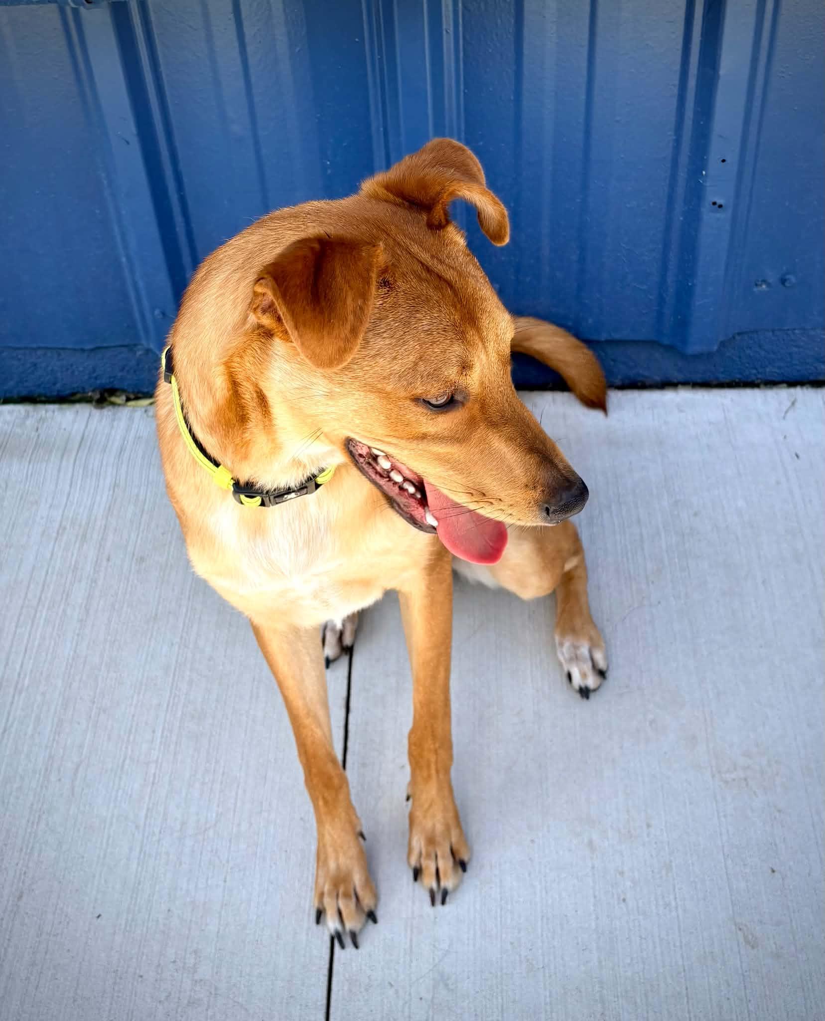 Enlarge Scooby Doo (aka Loaf), a ADOPTABLE mixed breed in Kalamazoo, MI image 6/6