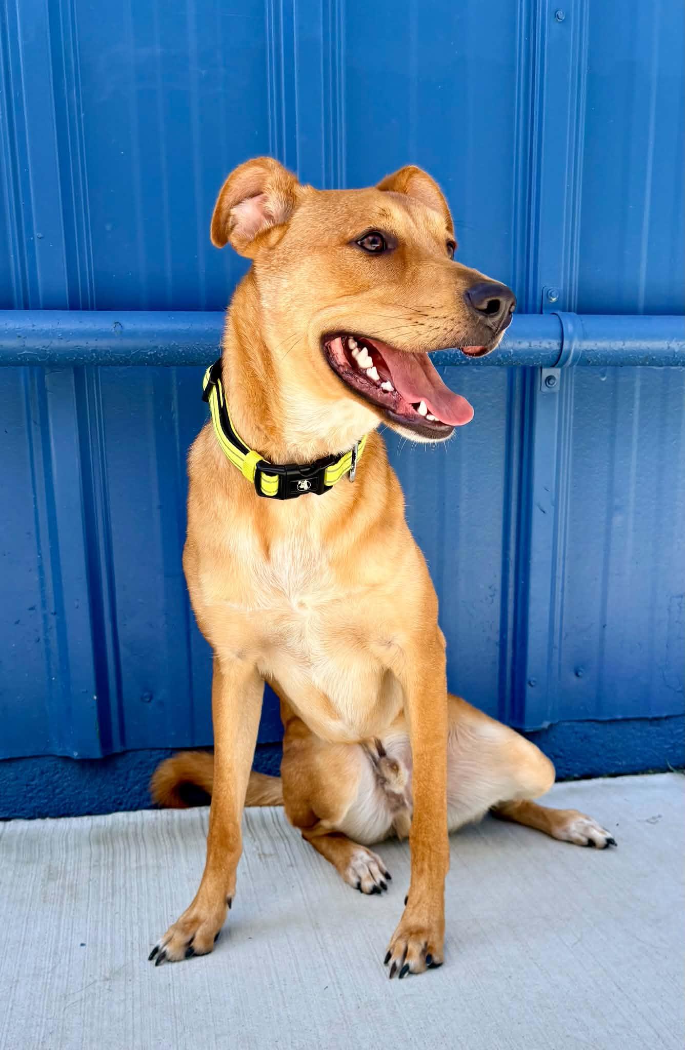 Enlarge Scooby Doo (aka Loaf), a ADOPTABLE mixed breed in Kalamazoo, MI image 4/6