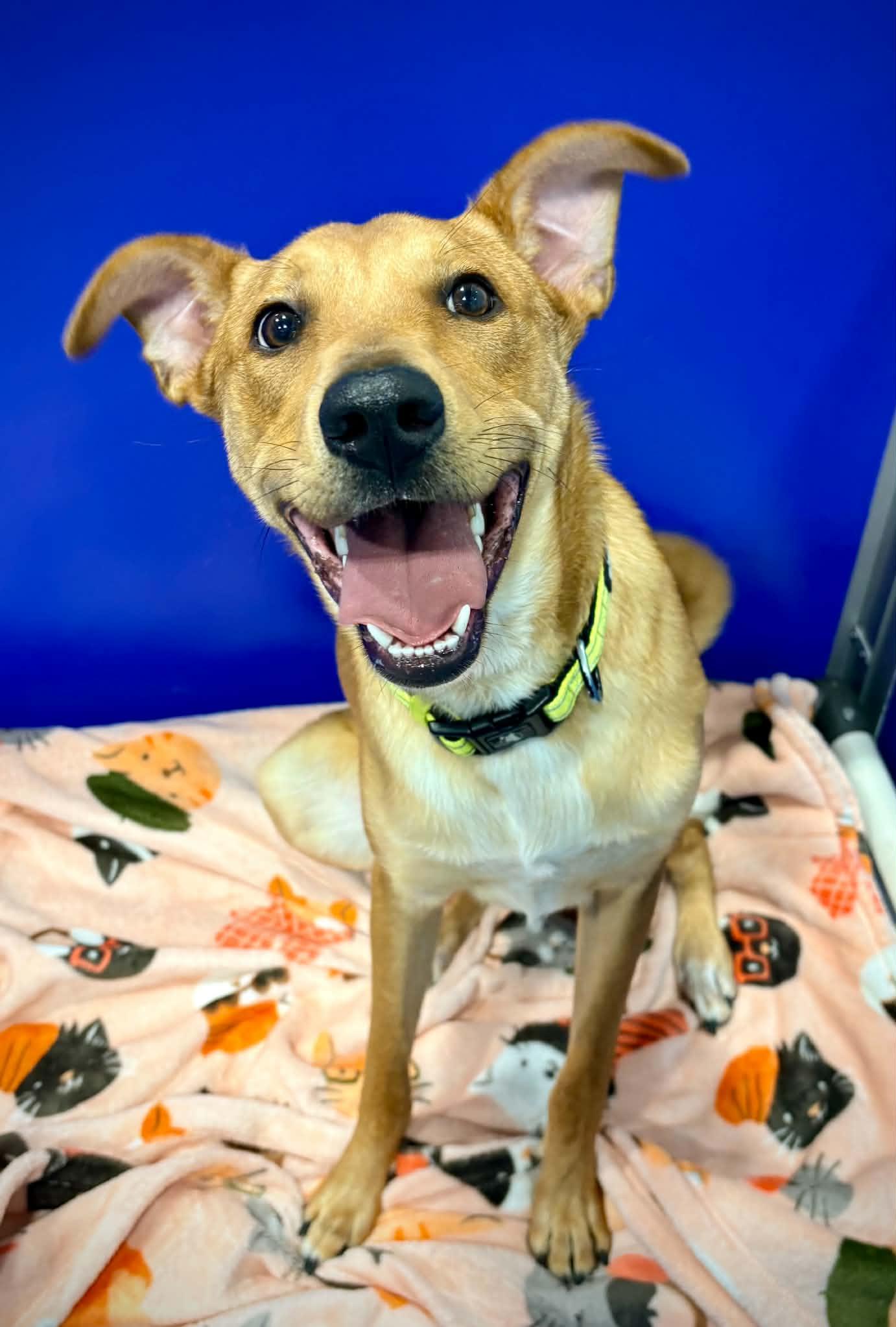 Enlarge Scooby Doo (aka Loaf), a ADOPTABLE mixed breed in Kalamazoo, MI image 1/6