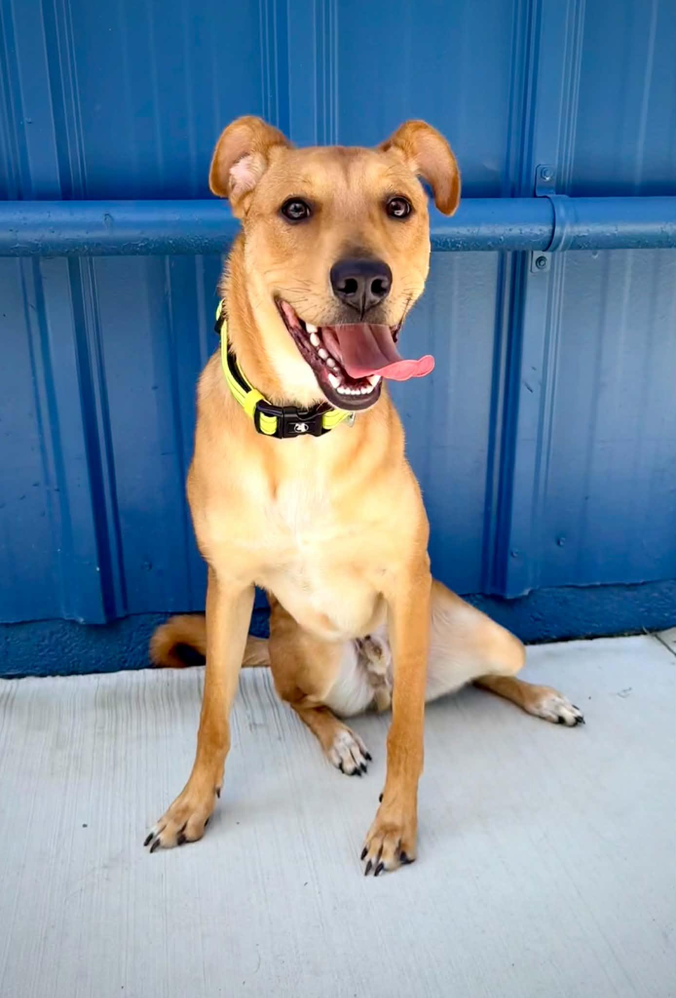 Enlarge Scooby Doo (aka Loaf), a ADOPTABLE mixed breed in Kalamazoo, MI image 3/6