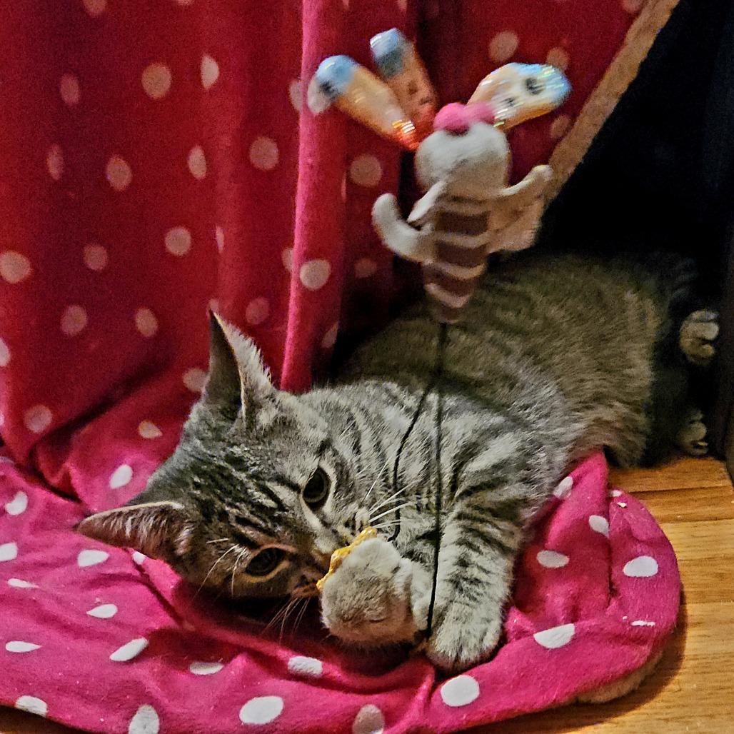 Enlarge Ruckus, a Adoptable Domestic Short Hair in Inver Grove Heights, MN image 1/2