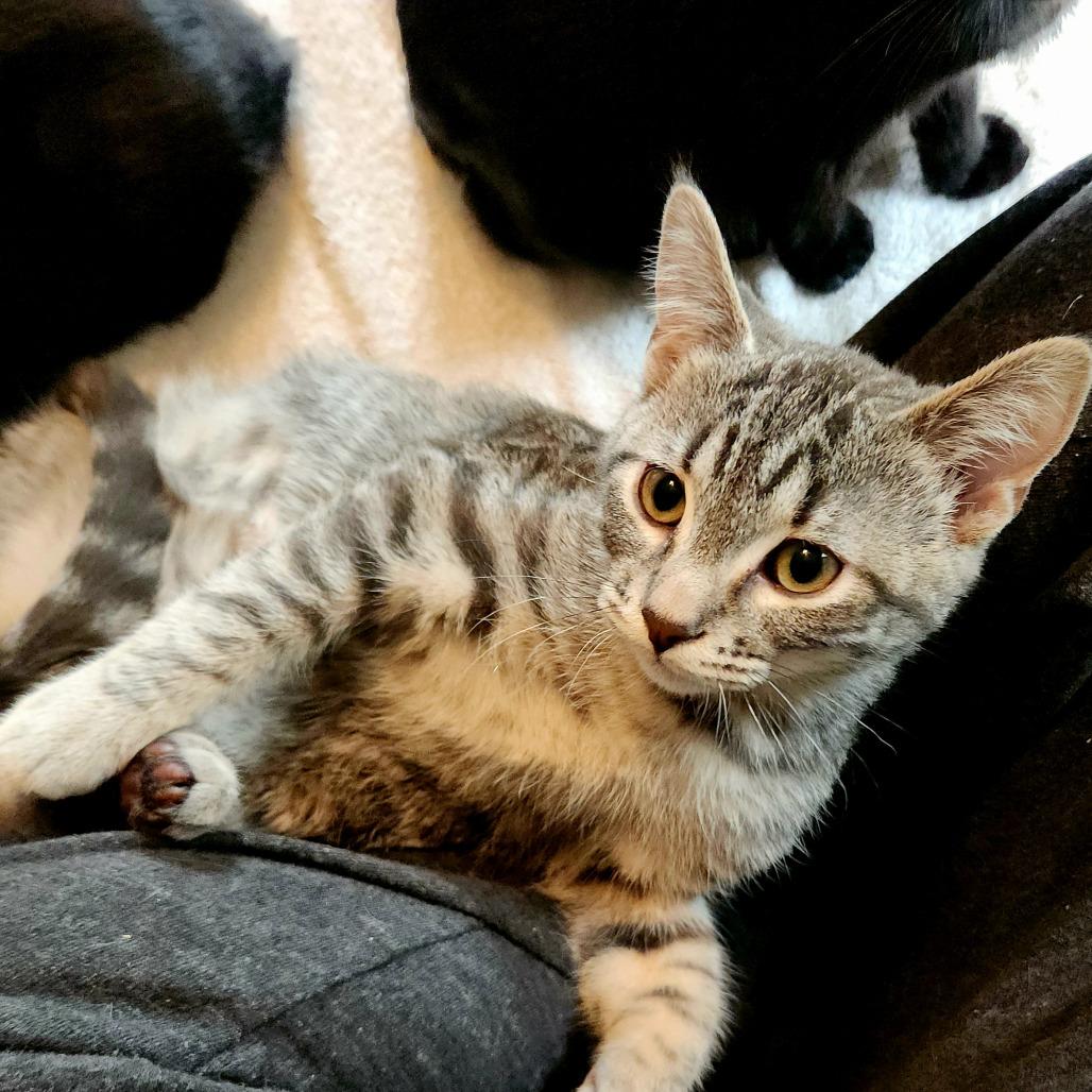 Enlarge Ruckus, a Adoptable Domestic Short Hair in Inver Grove Heights, MN image 2/2