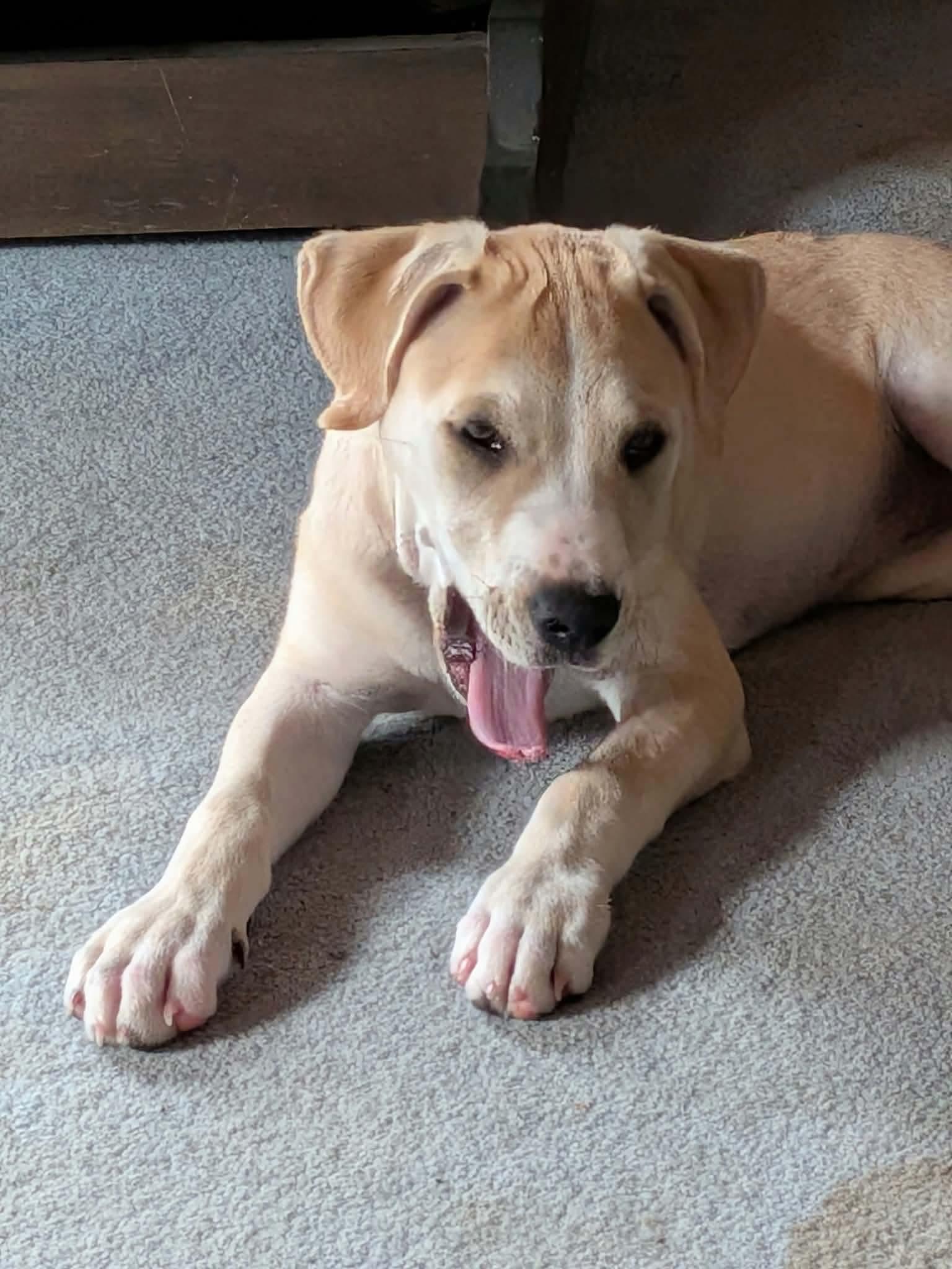 Little Nellie, Adoptable, Puppy Female Yellow Labrador Retriever.