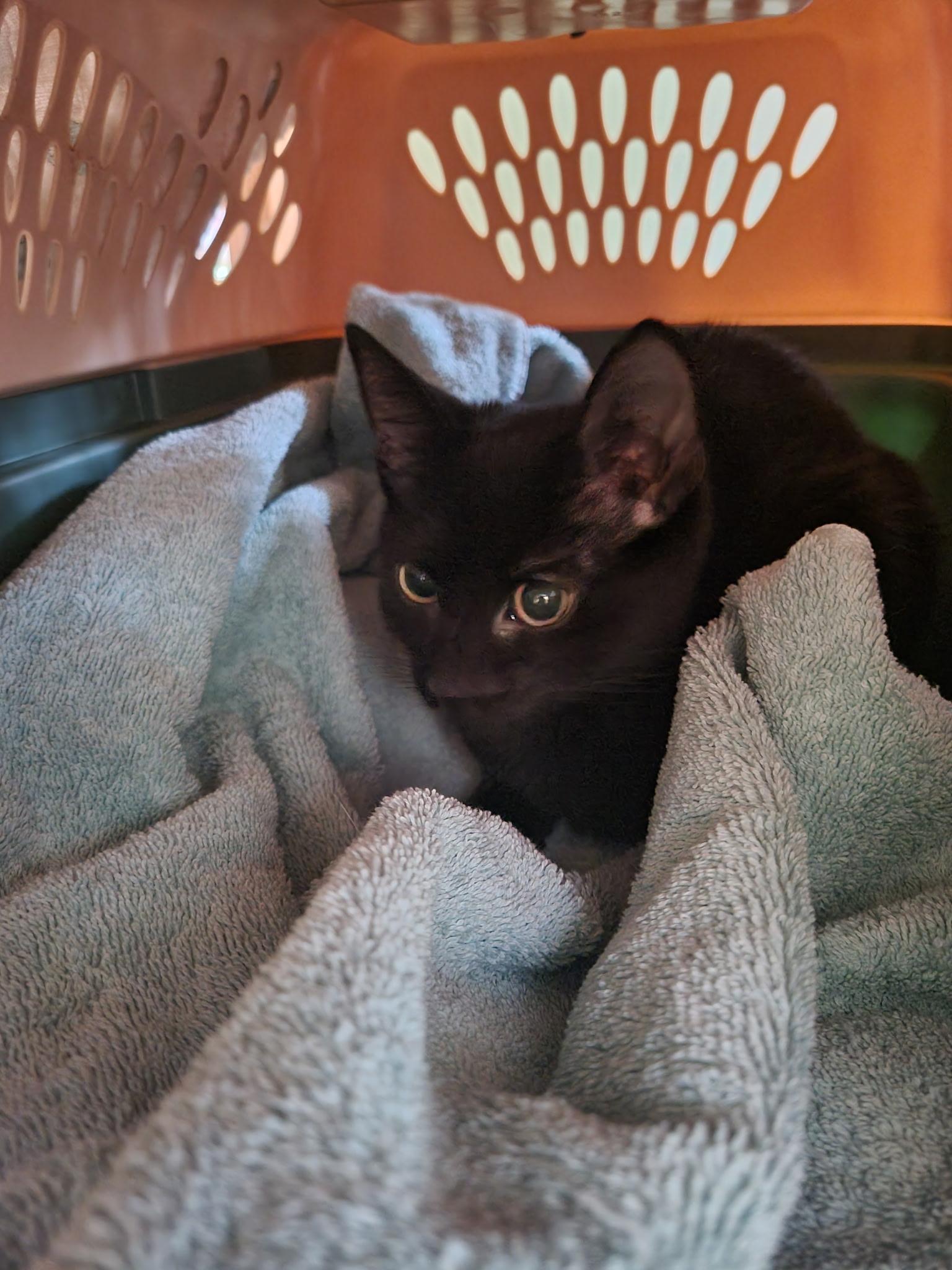 Lunar, Adopted, Young Male Domestic Short Hair.