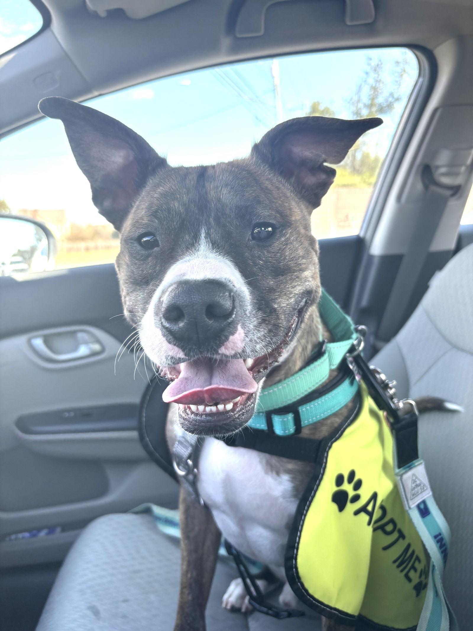 Cooper, a Adoptable Pit Bull Terrier in Rockville, MD image 1/3