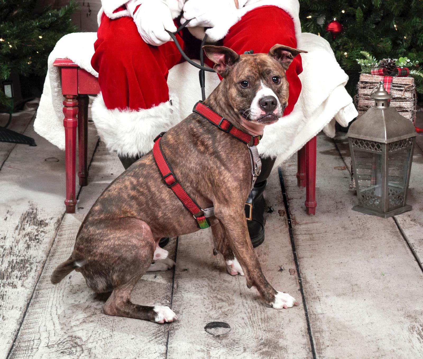 Cooper, a Adoptable Pit Bull Terrier in Rockville, MD image 2/3