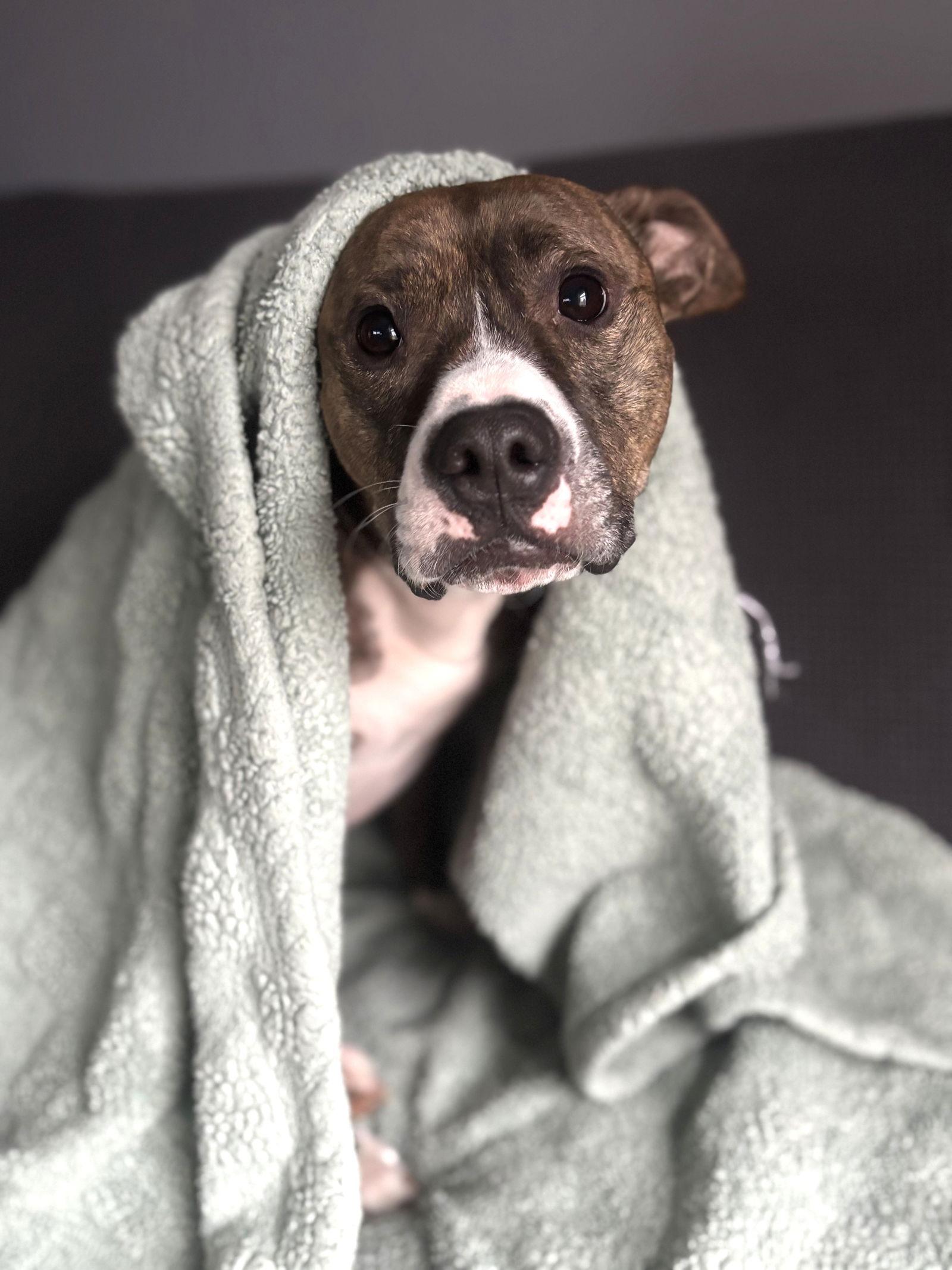 Cooper, a Adoptable Pit Bull Terrier in Rockville, MD image 3/3