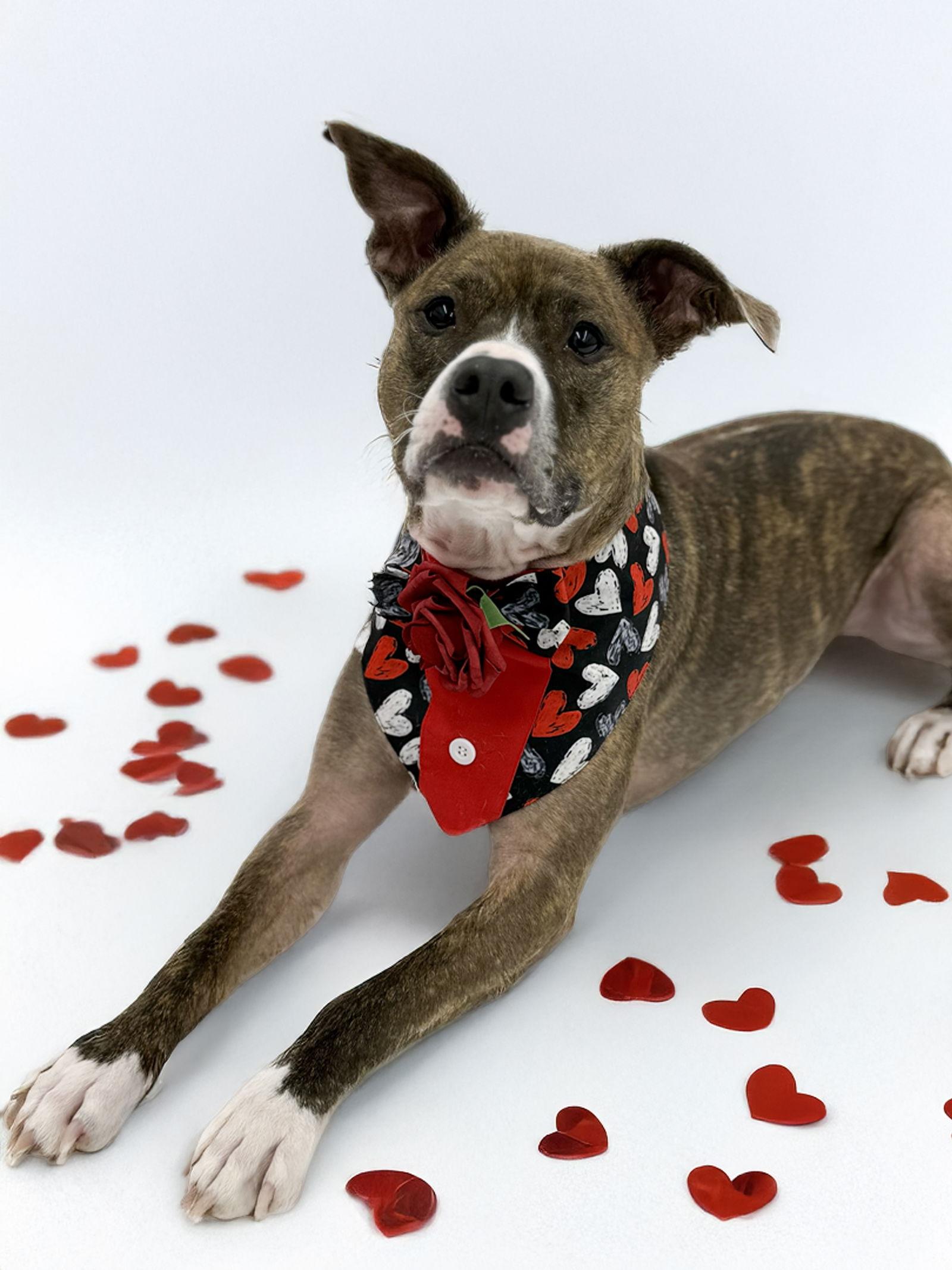 Enlarge Cooper, a Adopted Pit Bull Terrier in Rockville, MD image 1/3