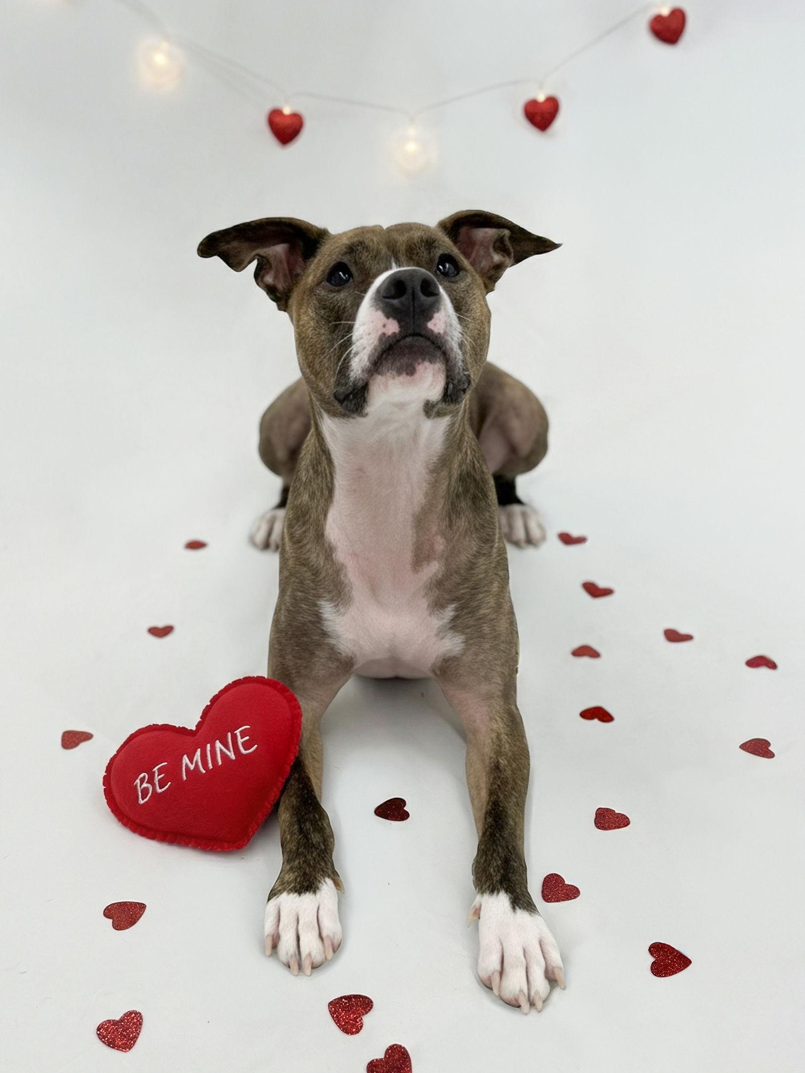 Enlarge Cooper, a Adopted Pit Bull Terrier in Rockville, MD image 2/3