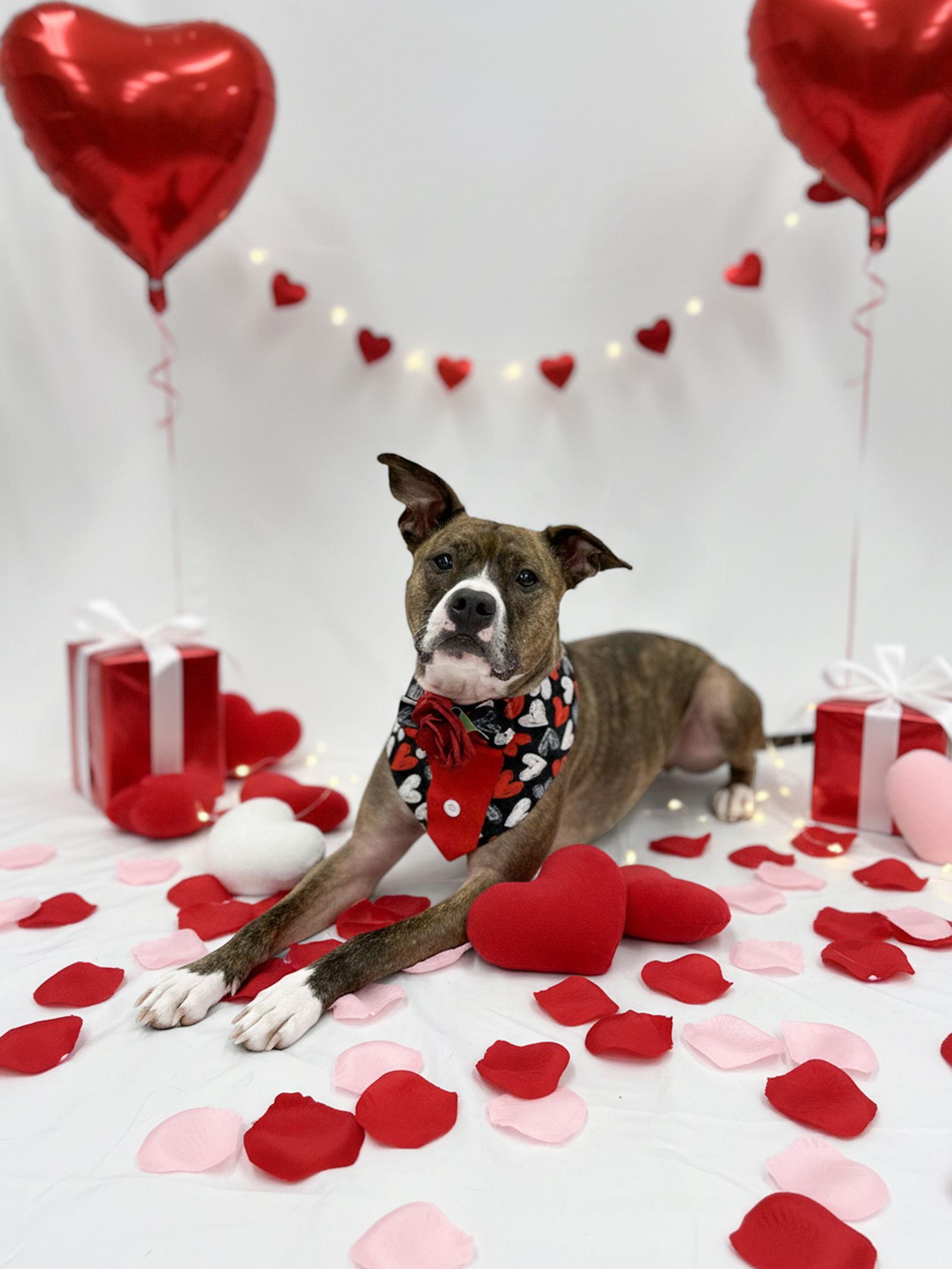 Enlarge Cooper, a Adopted Pit Bull Terrier in Rockville, MD image 3/3