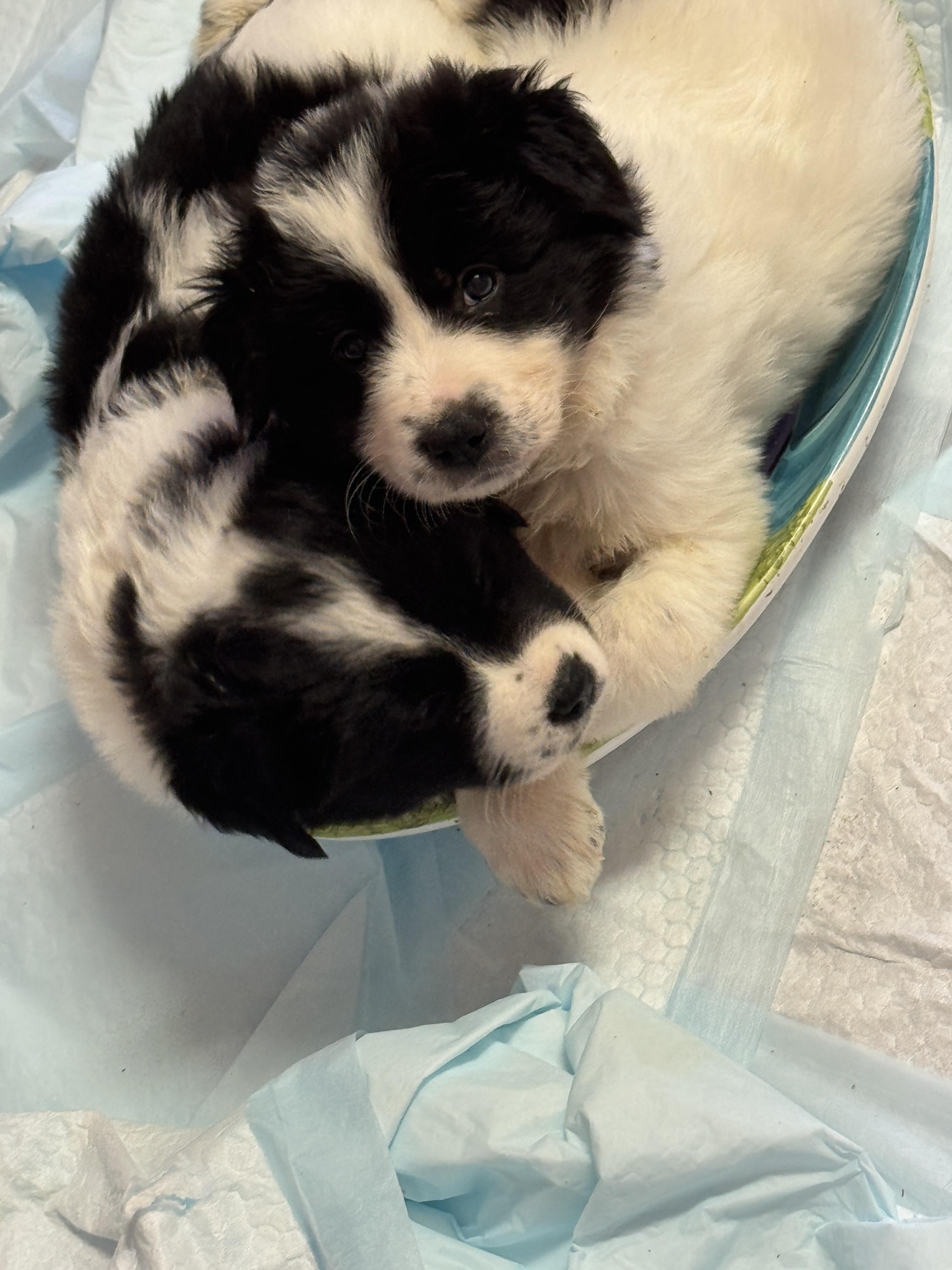 Ms. Bella, adopted, Puppy Female Border Collie.