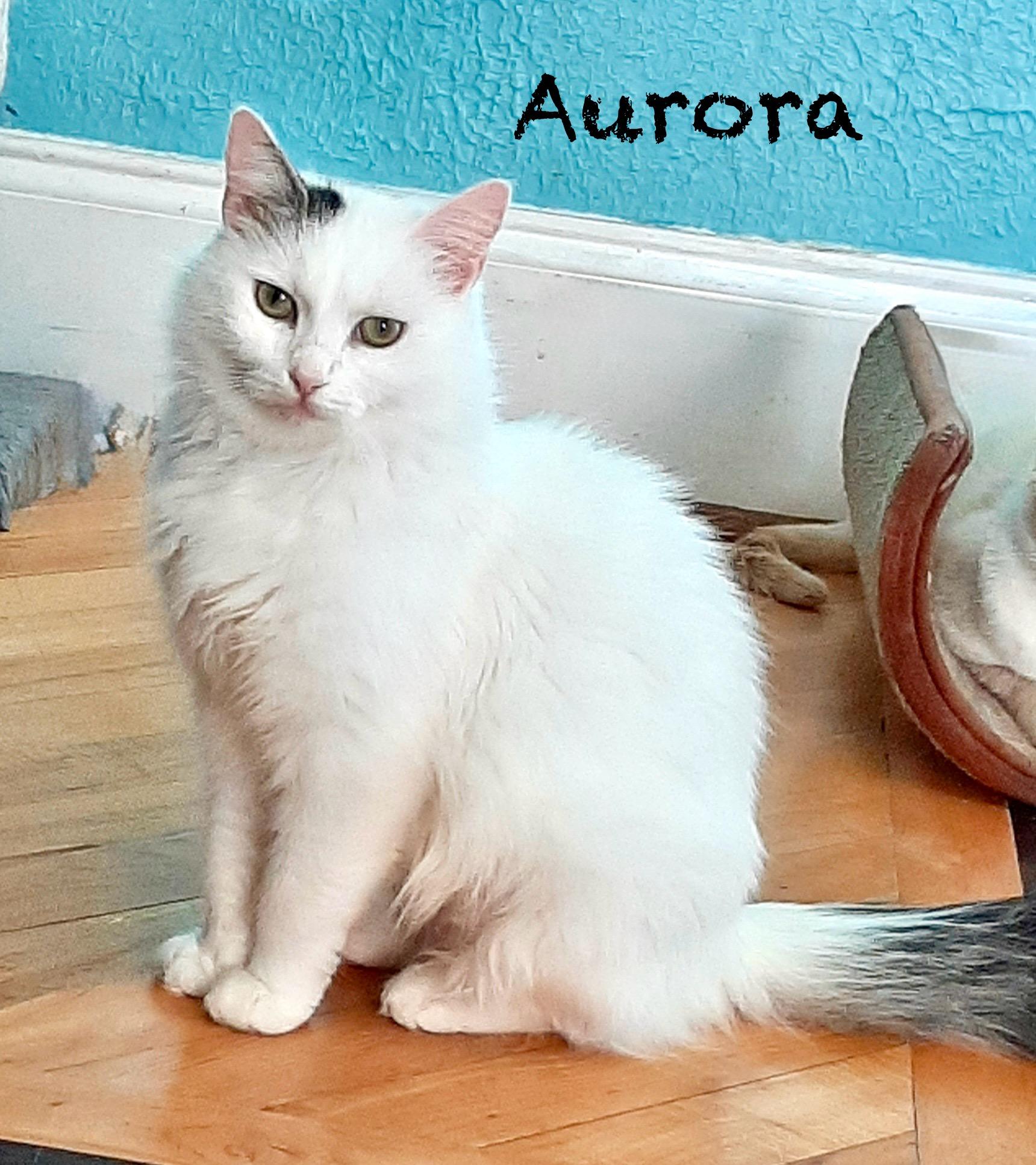 Aurora - Adult Female - Medium Length Hair