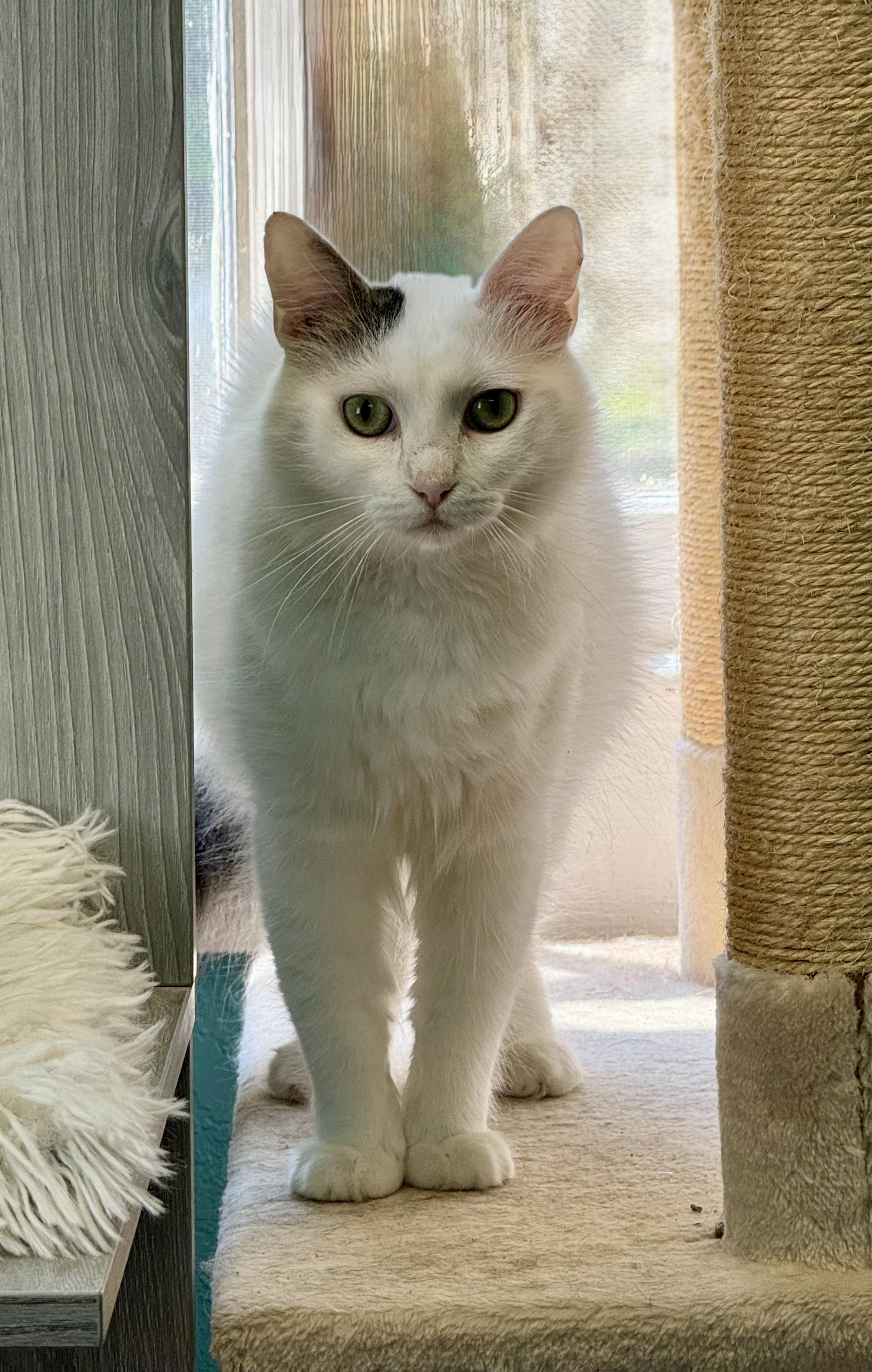 Aurora - Adult Female - Medium Length Hair