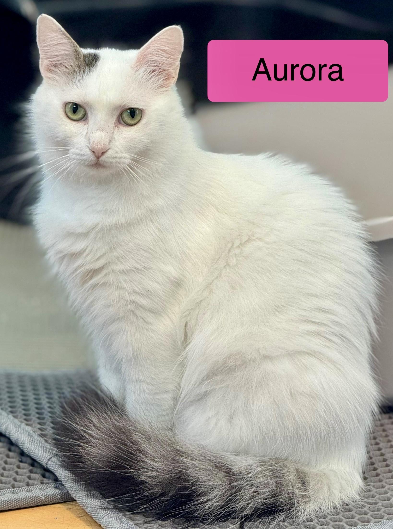 Aurora - Adult Female - Medium Length Hair