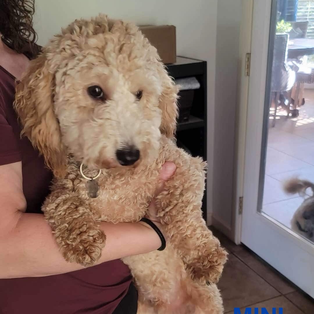 Theo, a Adopted mixed breed in spring hill, FL image 5/5