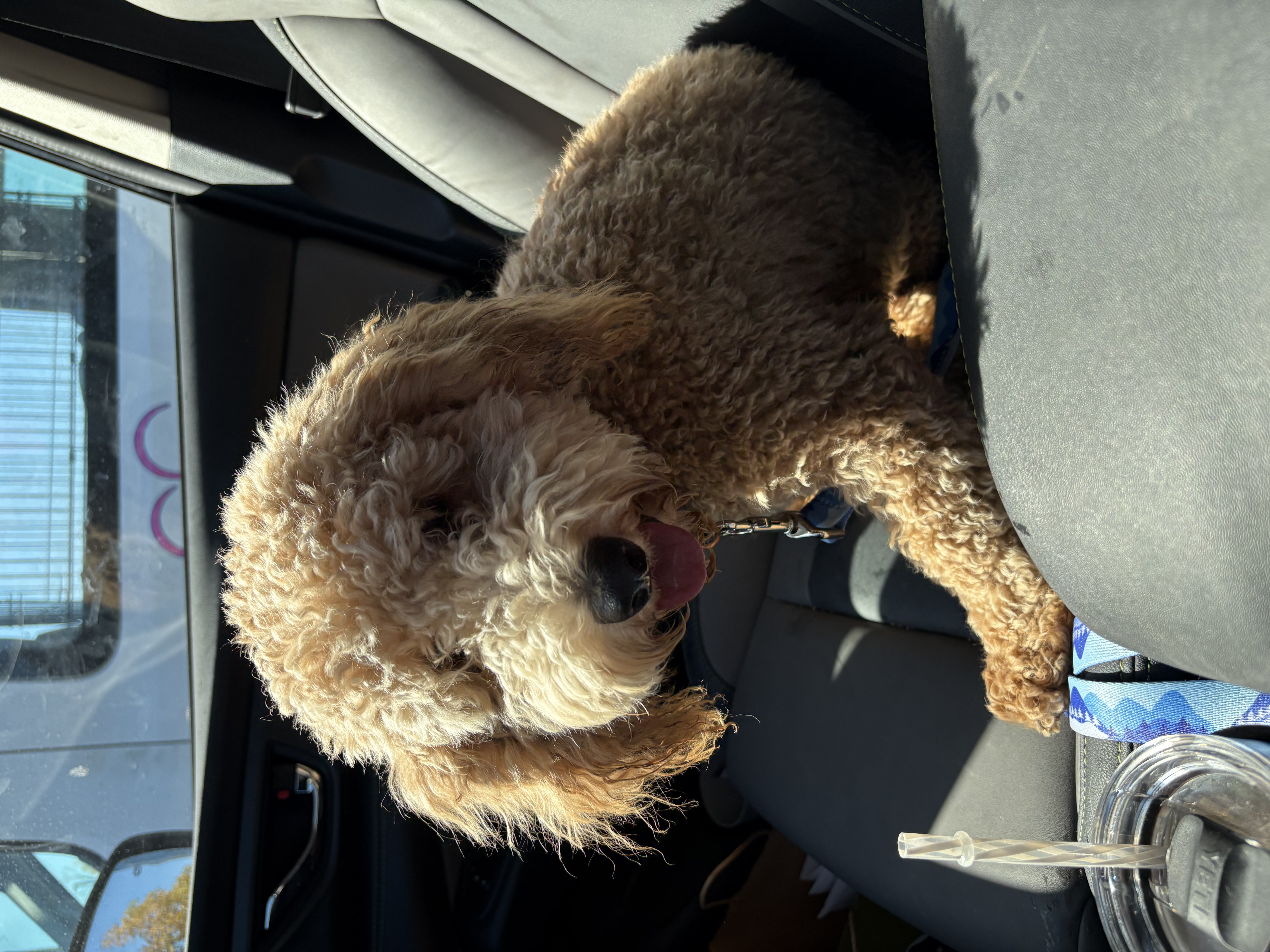 Theo, a Adopted mixed breed in spring hill, FL image 4/5