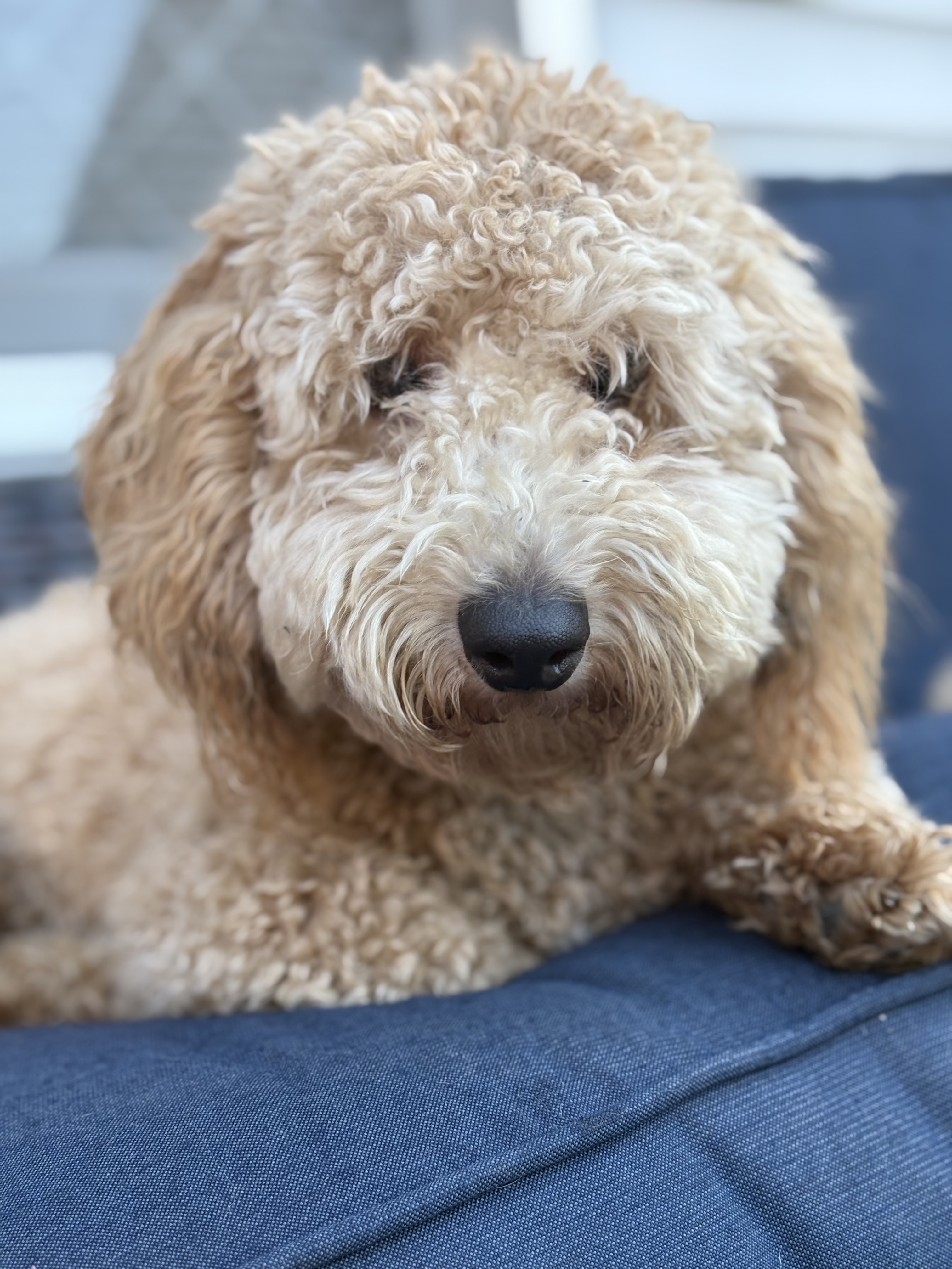 Theo, a Adopted mixed breed in spring hill, FL image 2/5