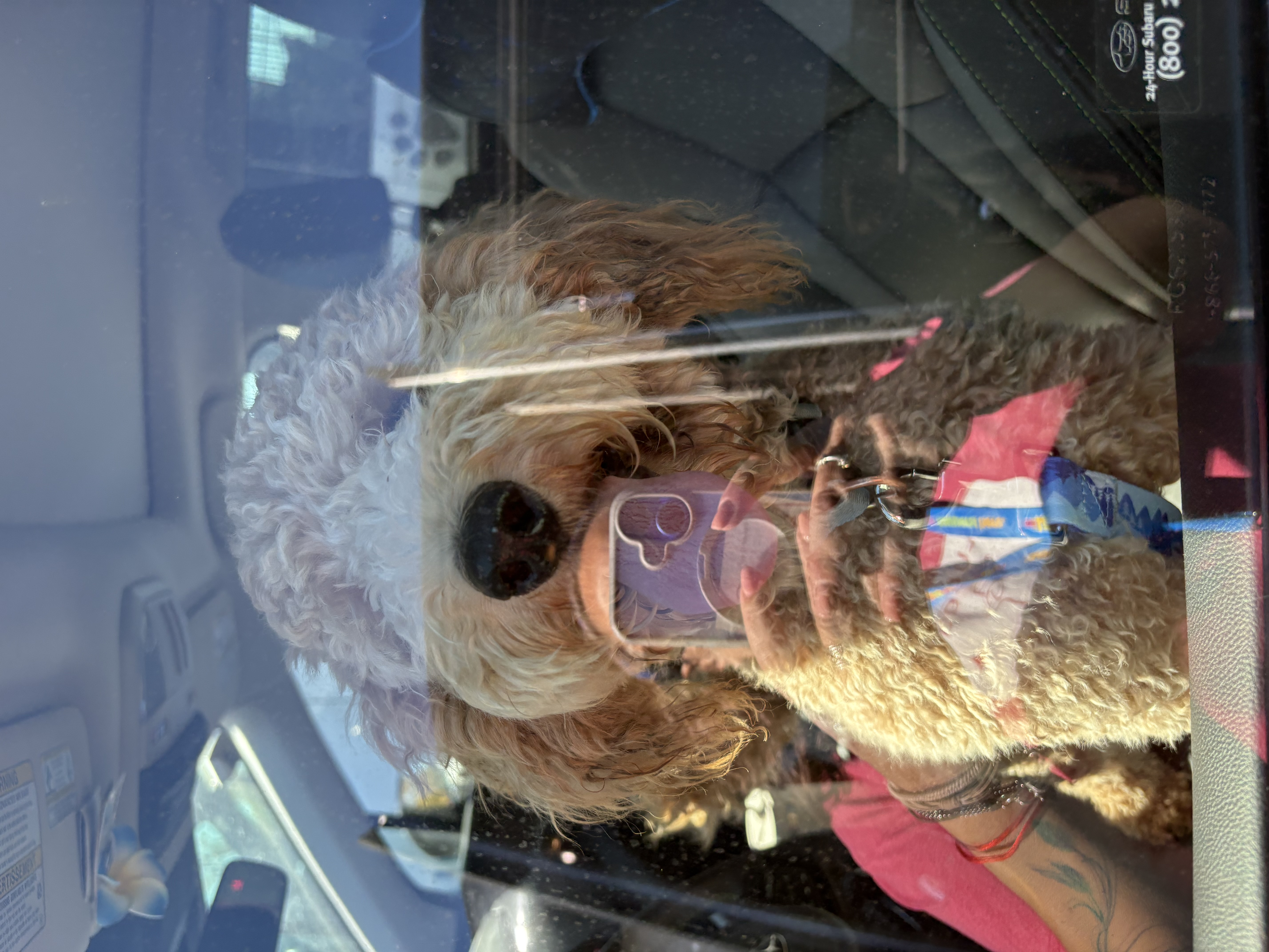 Theo, a Adopted mixed breed in spring hill, FL image 3/5