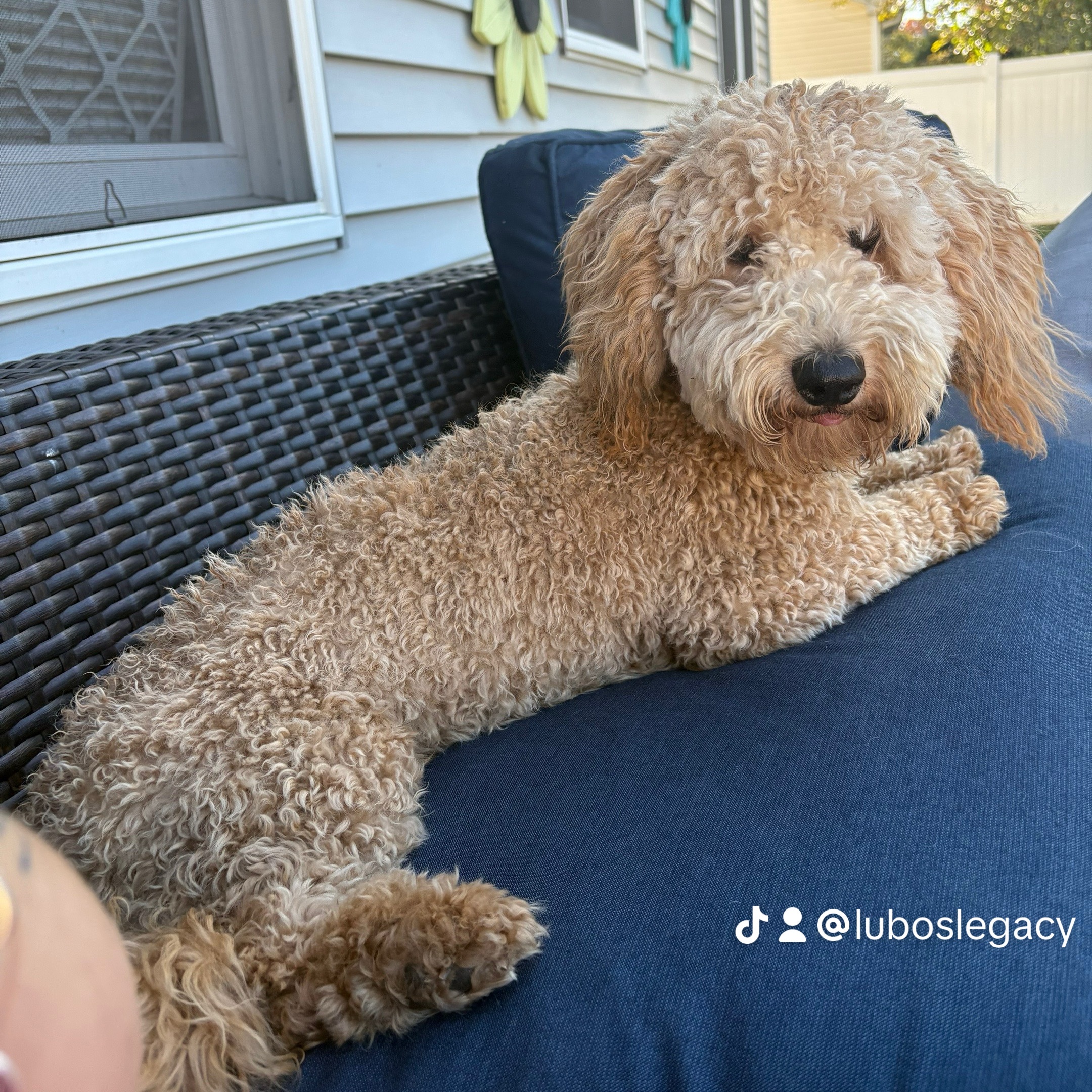 Theo, a Adopted mixed breed in spring hill, FL image 1/5