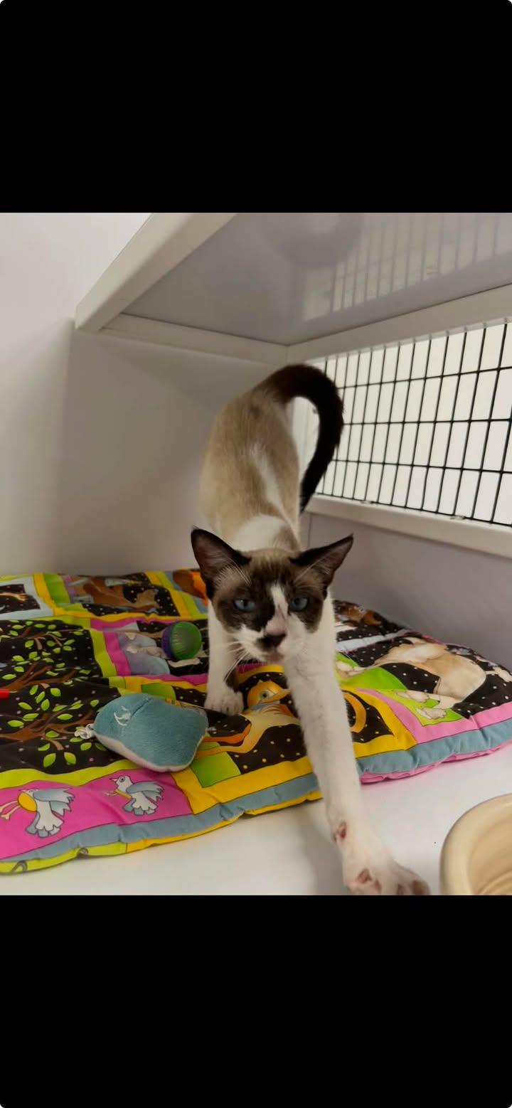 Enlarge Charo Bean, an adopted Domestic Short Hair in Port Lavaca, TX image 1/1
