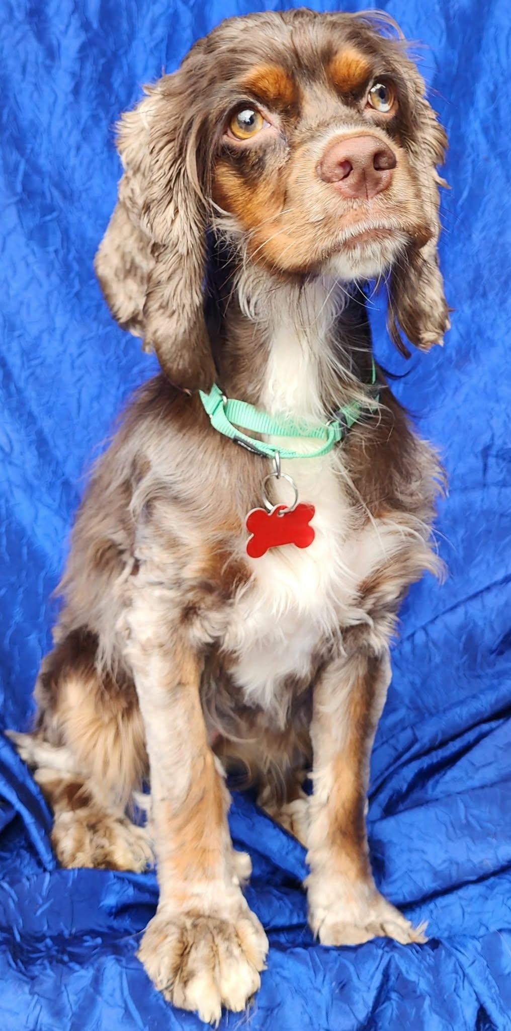 Olive Oyle, Adopted, Young Female Cocker Spaniel.