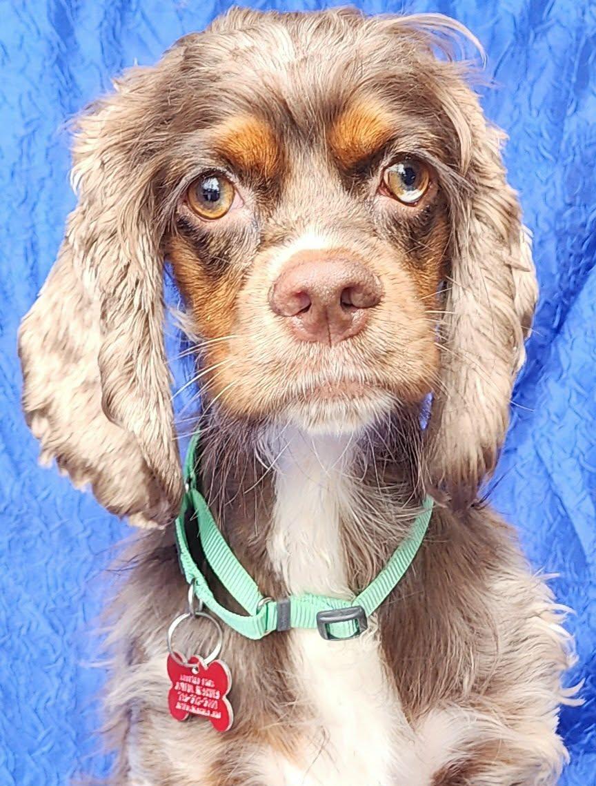 Enlarge Olive Oyle, a Adopted Cocker Spaniel in Cuba, NY image 2/3
