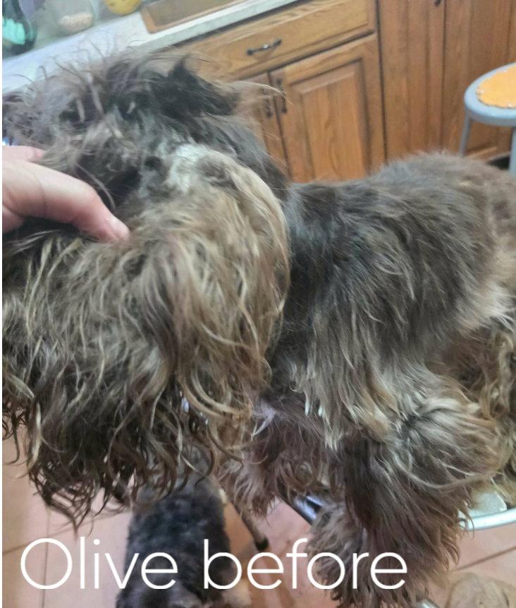 Enlarge Olive Oyle, a Adopted Cocker Spaniel in Cuba, NY image 3/3