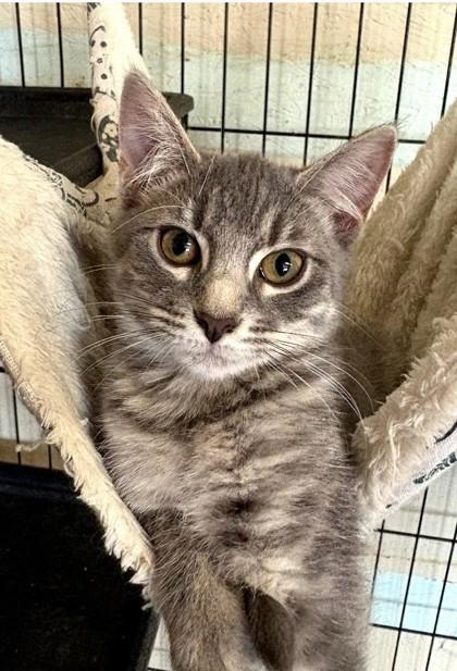 Violet, Adoptable, Kitten Female Domestic Medium Hair & Domestic Short Hair.