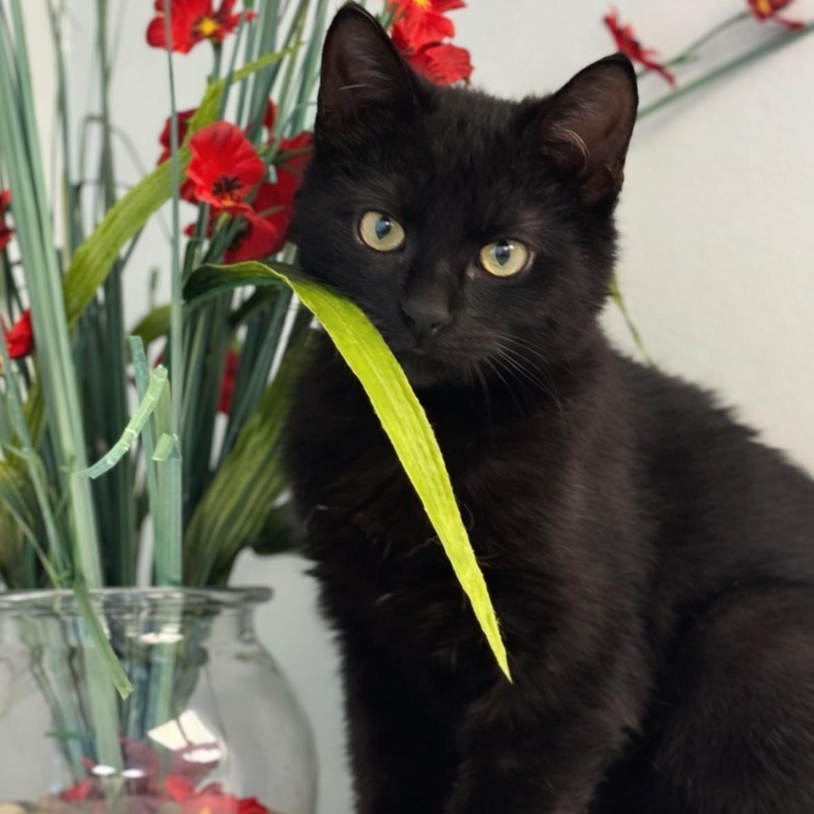 Enlarge Purrari , an adopted Domestic Short Hair in Syosset, NY image 1/1