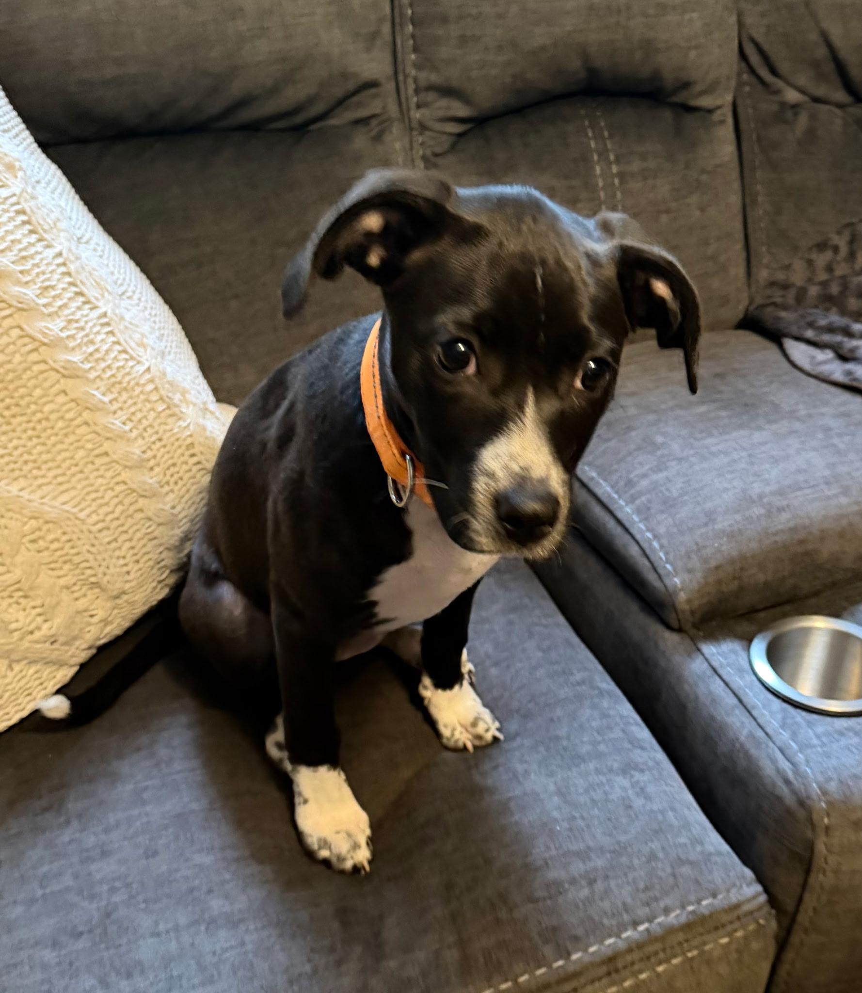 Enlarge Dolly (Courtesy Post), a Adopted mixed breed in Albany, NY image 3/4