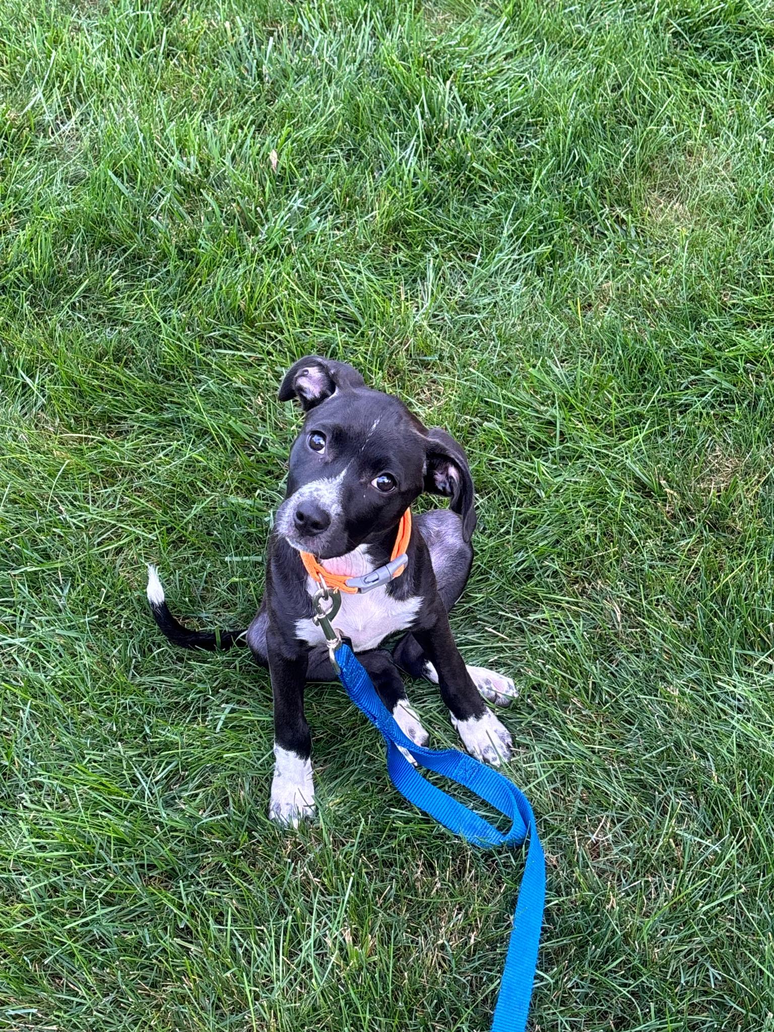 Dolly (Courtesy Post), Adoptable, Young Female Pit Bull Terrier & Labrador Retriever.