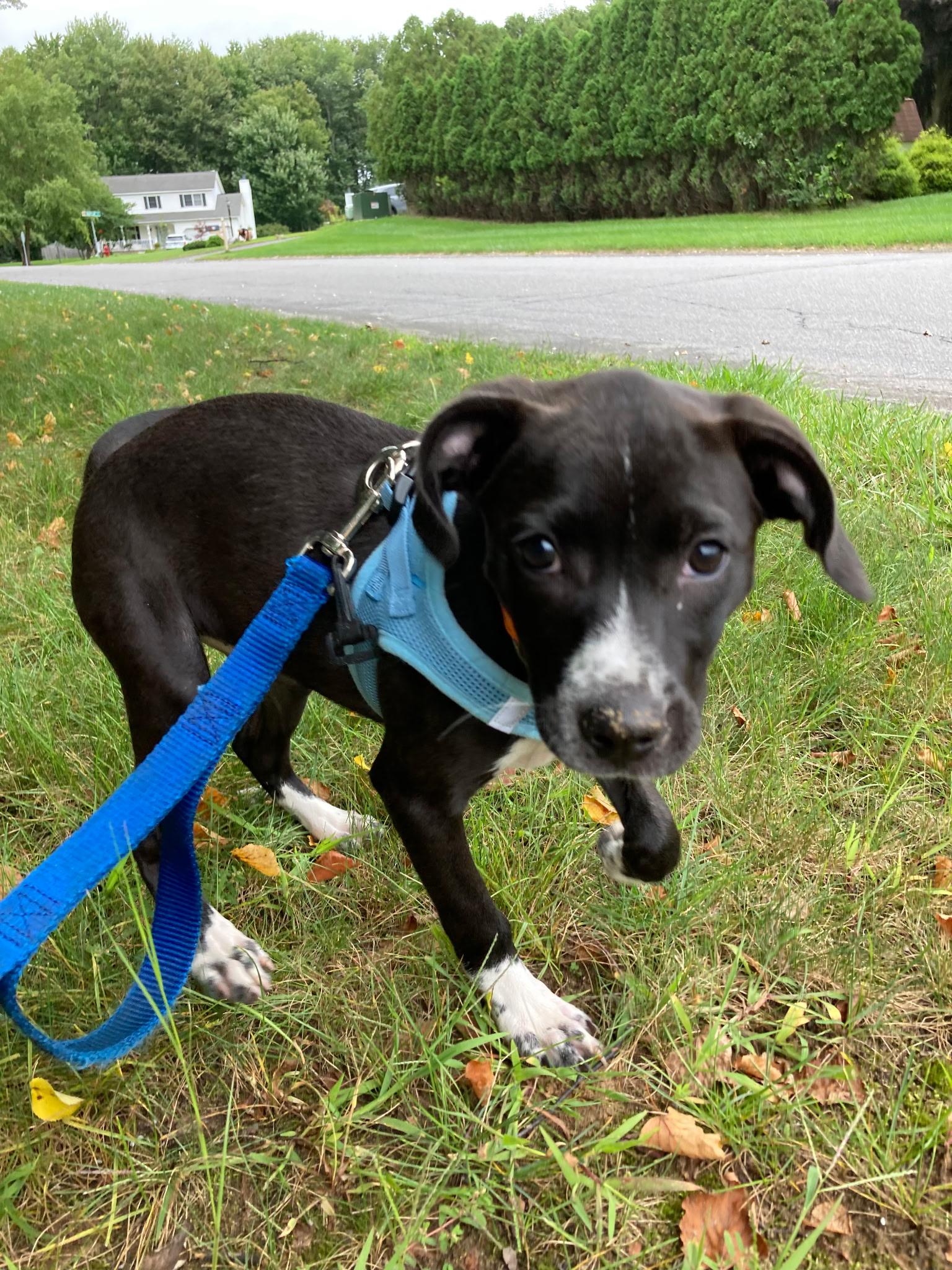 Enlarge Dolly (Courtesy Post), a Adopted mixed breed in Albany, NY image 4/4