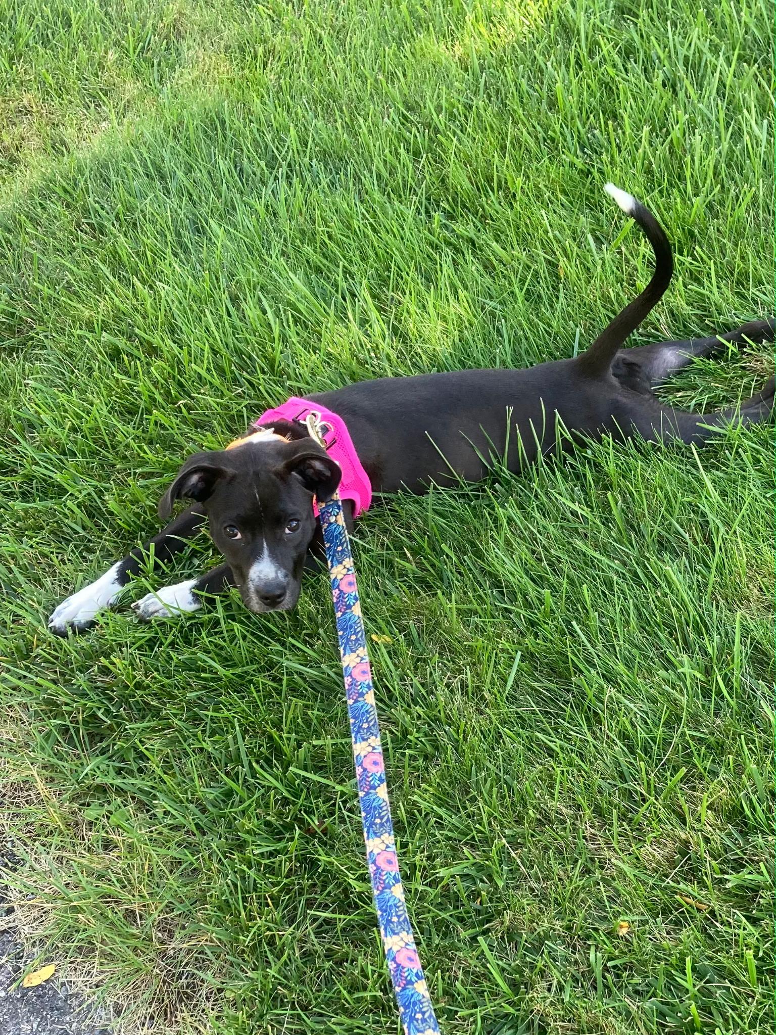 Enlarge Dolly (Courtesy Post), a Adopted mixed breed in Albany, NY image 2/4