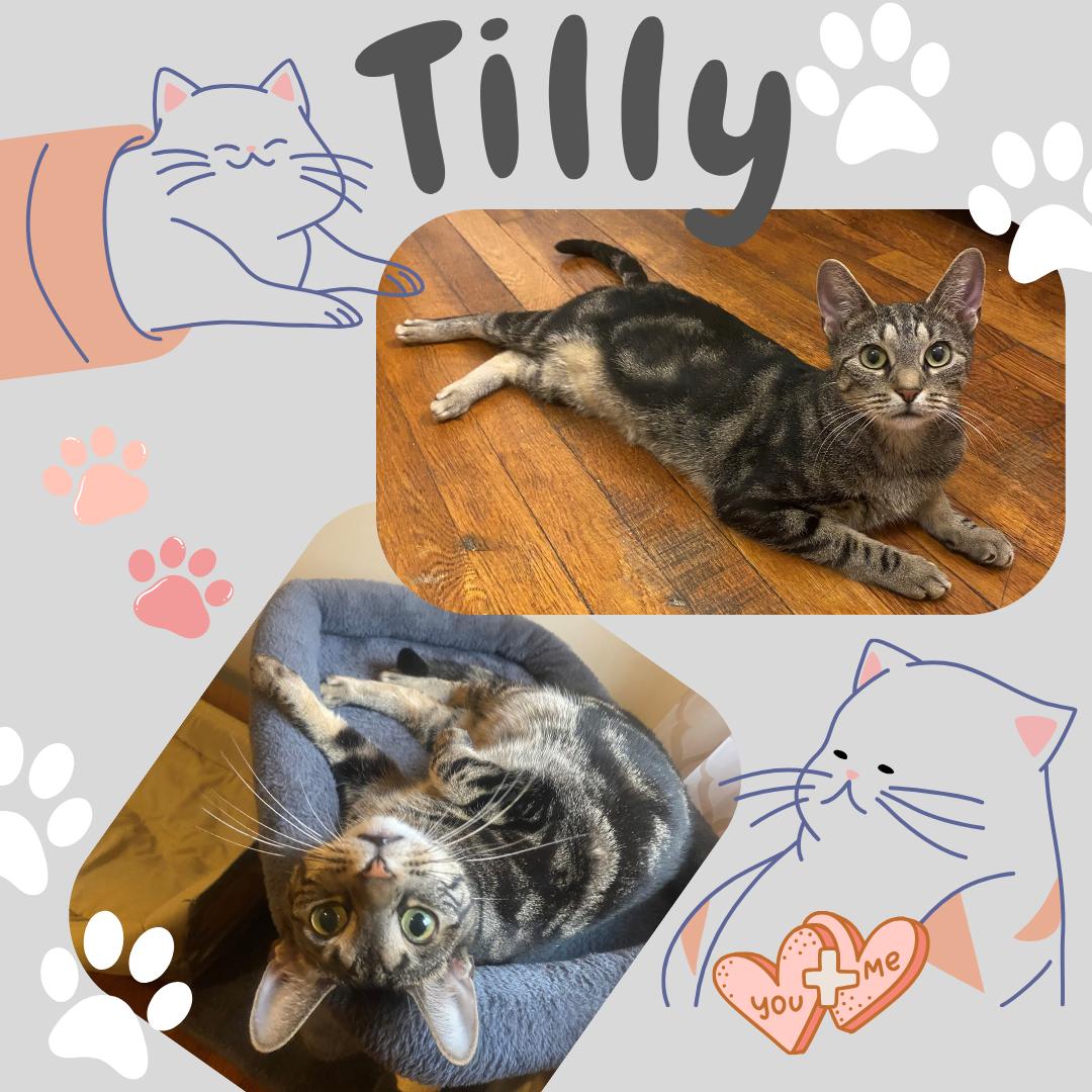 Tilly, Adoptable, Young Female Domestic Short Hair.