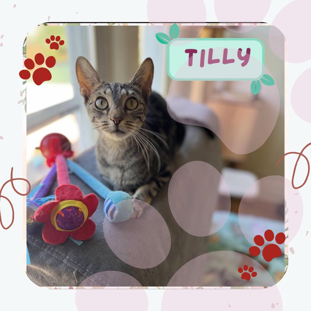 Enlarge Tilly, a Adoptable Domestic Short Hair in Bronx, NY image 3/4