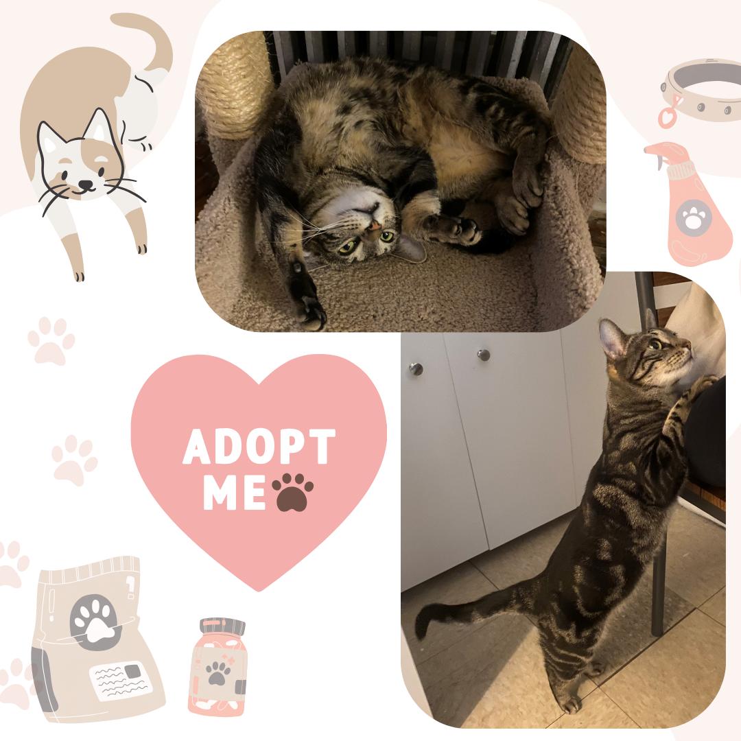 Enlarge Tilly, a Adoptable Domestic Short Hair in Bronx, NY image 2/4