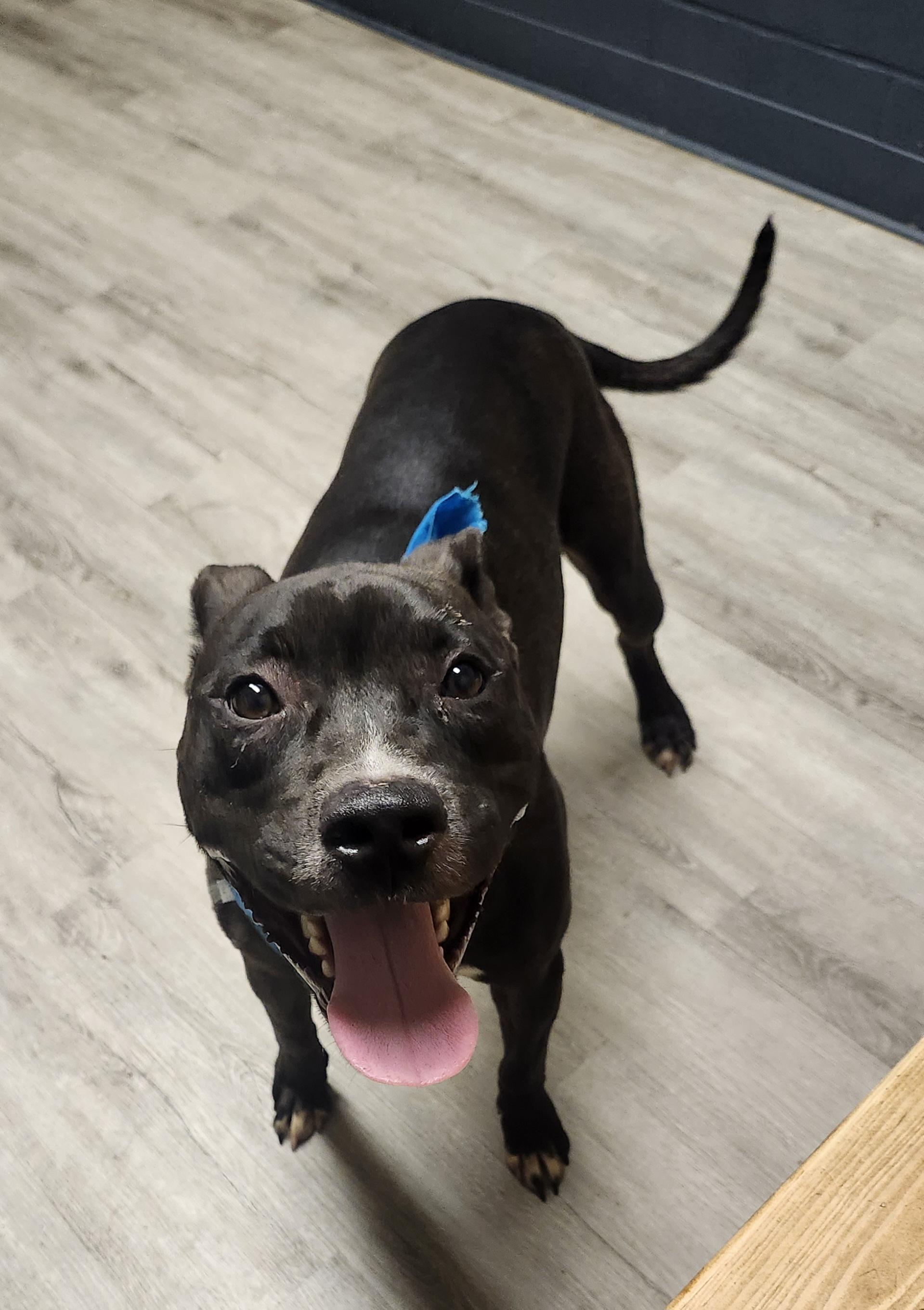 Churro, a Adoptable Pit Bull Terrier image 1/4