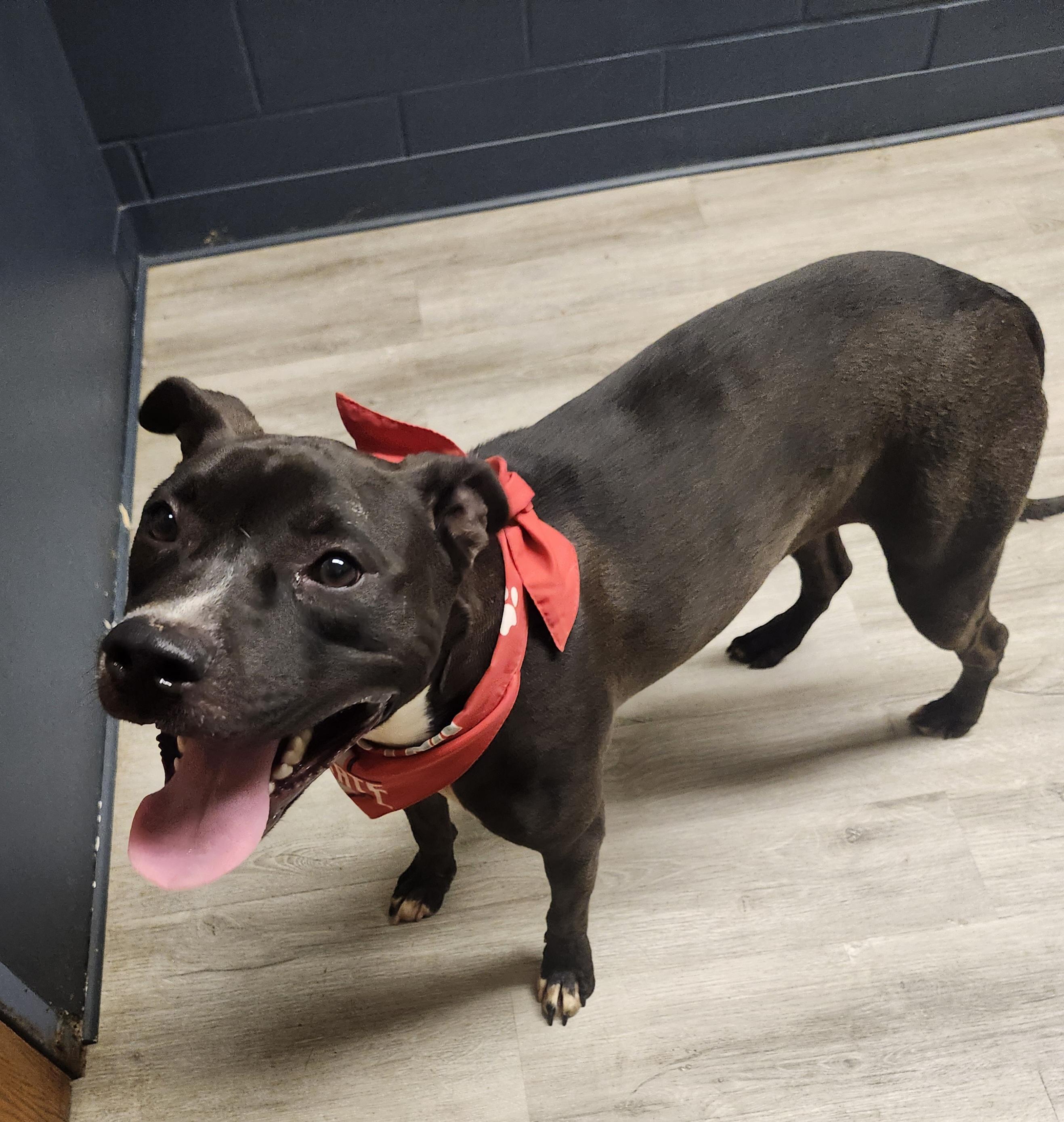 Churro, a Adoptable Pit Bull Terrier image 2/4