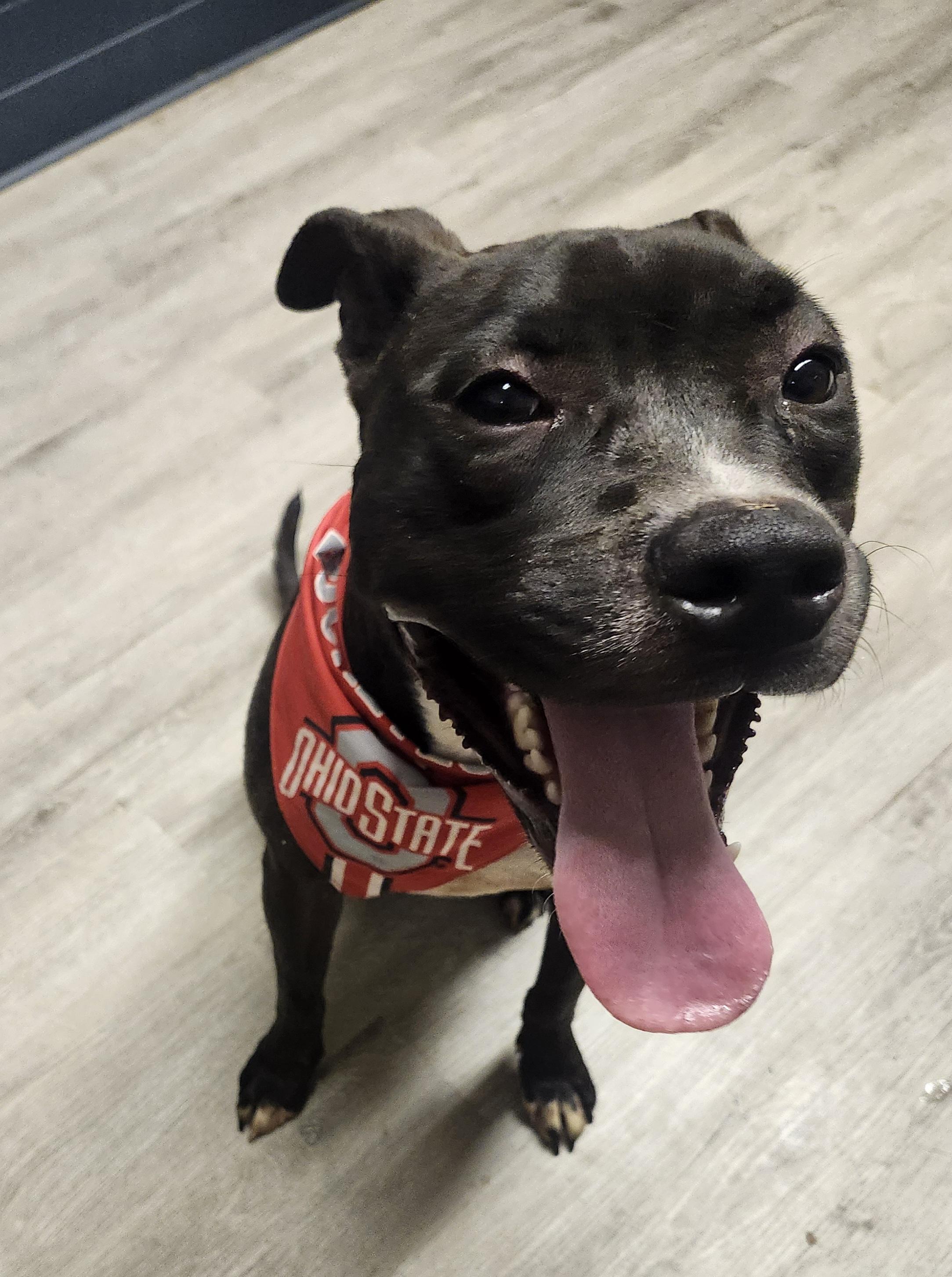 Churro, a Adoptable Pit Bull Terrier image 3/4