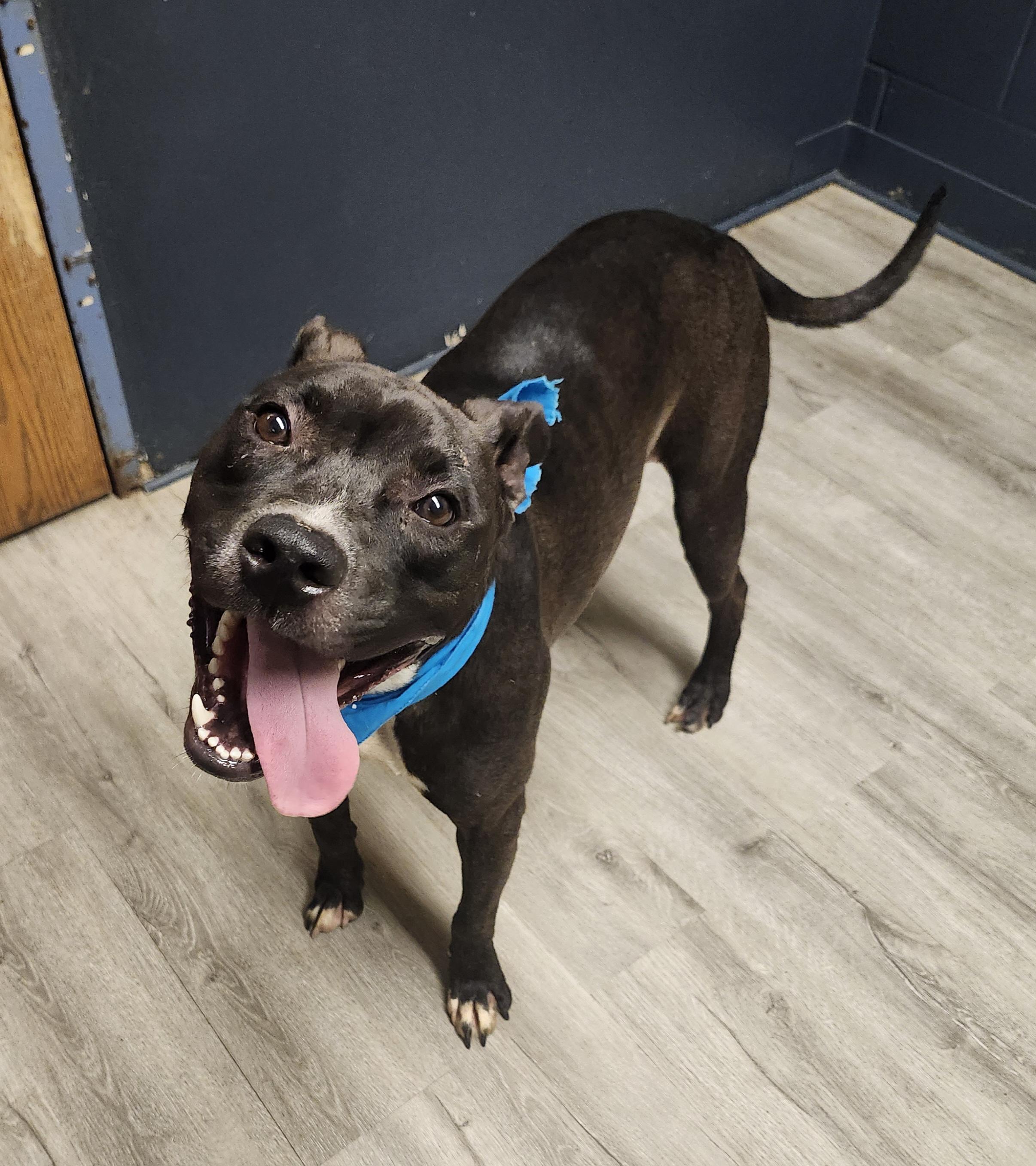 Churro, a Adoptable Pit Bull Terrier image 4/4