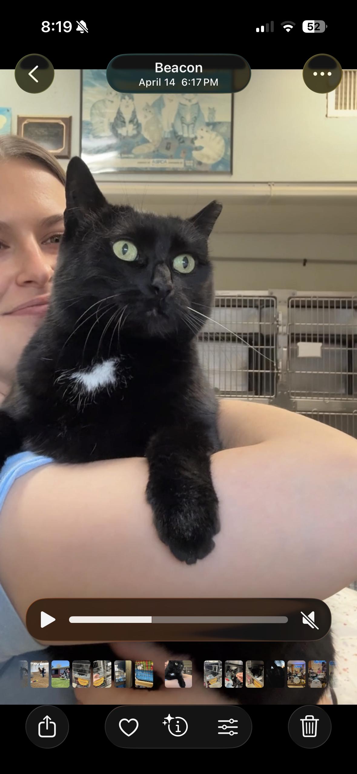 Sheeley, a Adoptable Domestic Short Hair in Beacon, NY image 6/6