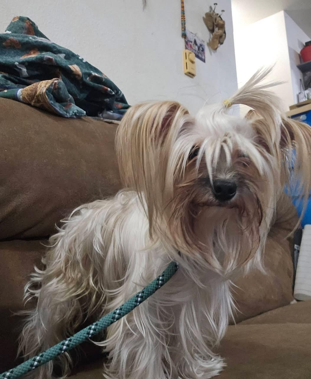 Enlarge Reggie, a Adoptable mixed breed in Pocatello, ID image 6/6